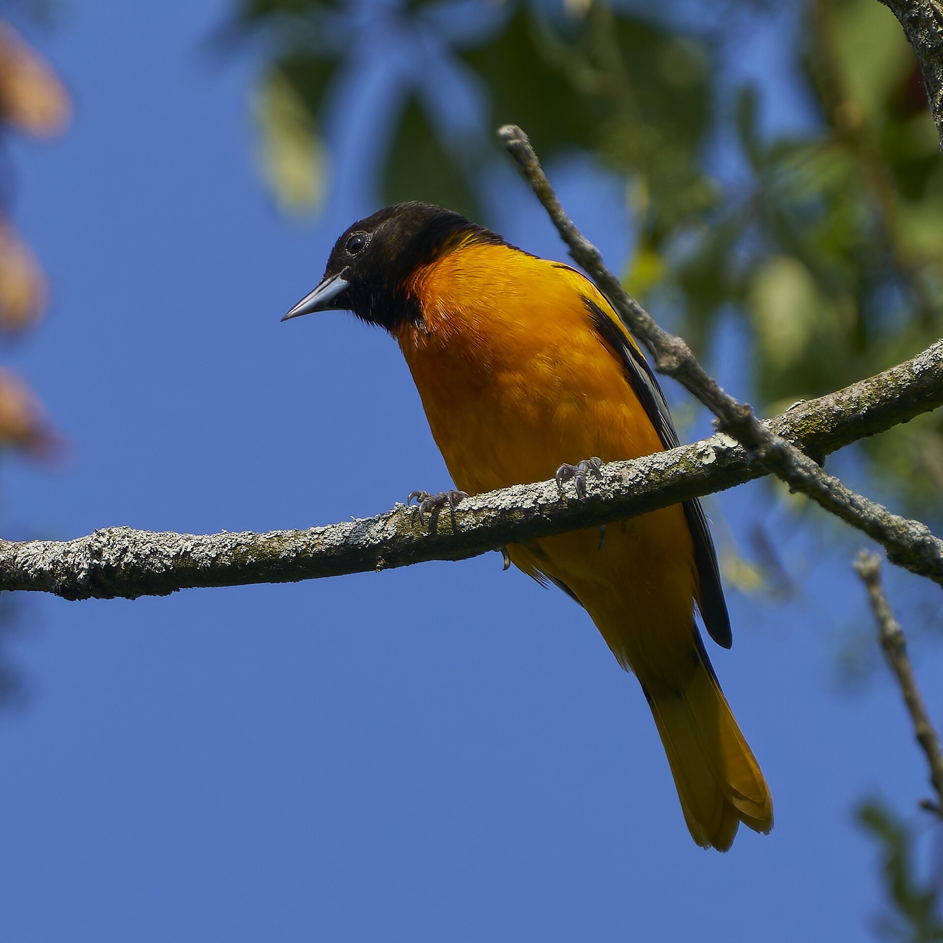 Oriole Oriole ()