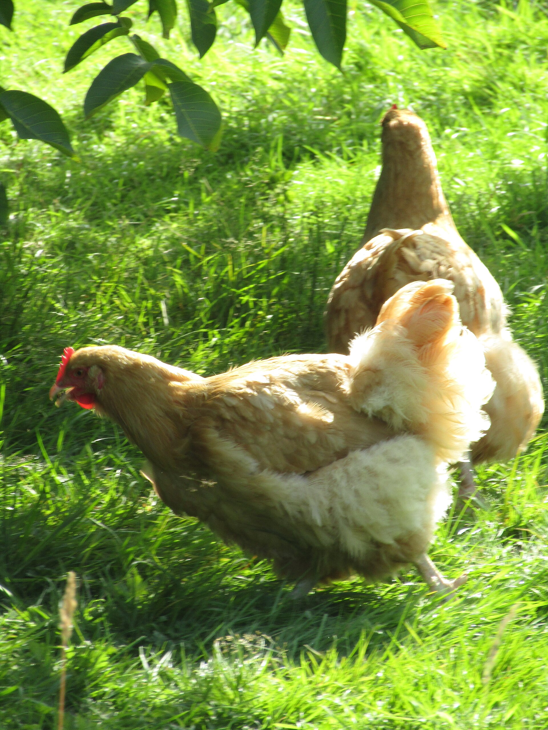 Orpington Chicken ()