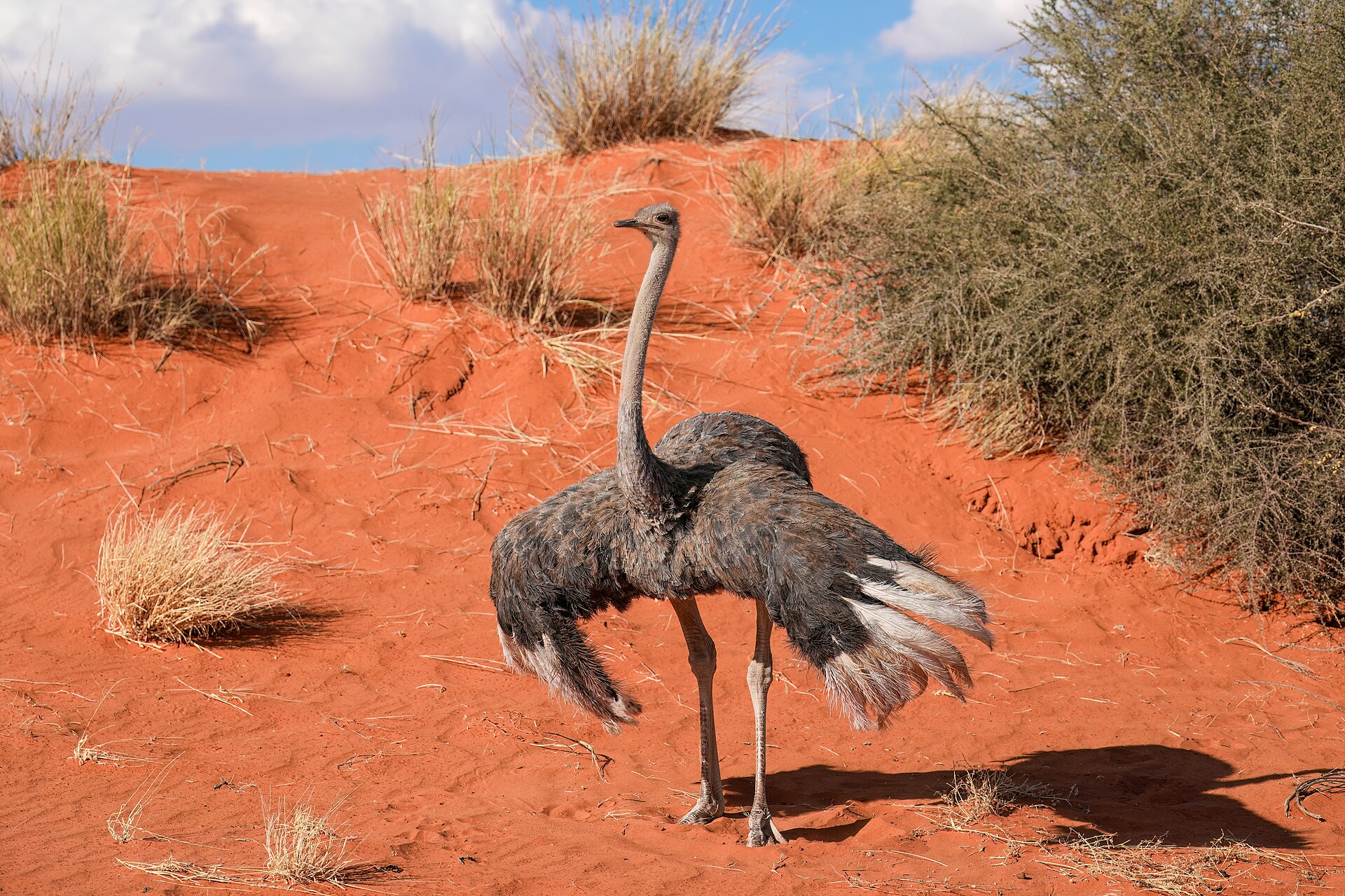 Ostrich Ostrich (Struthio camelus)