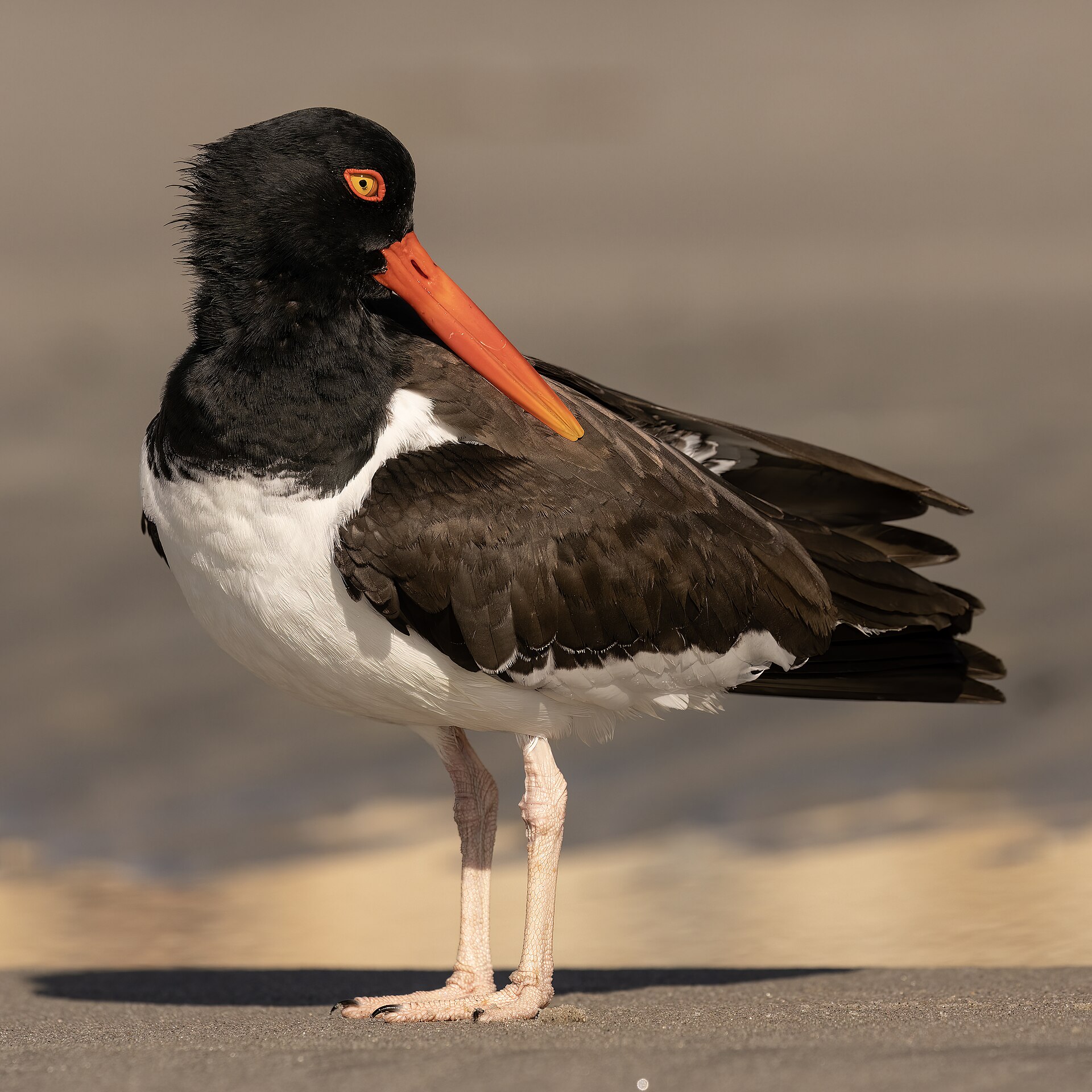 Oystercatcher Oystercatcher (Haematopus ostralegus)