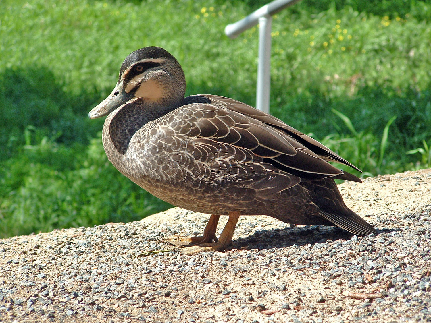 Pacific Black Duck Pacific Black Duck (Anas superciliosa)
