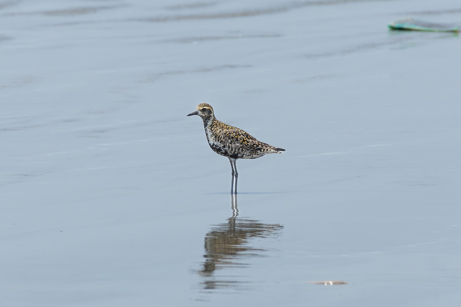Pacific Golden-Plover ()