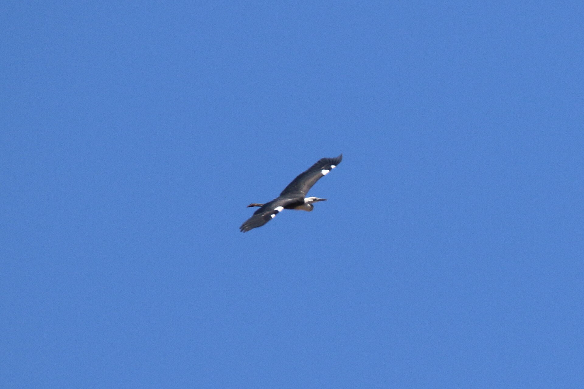 Pacific Heron (Egretta sacra)