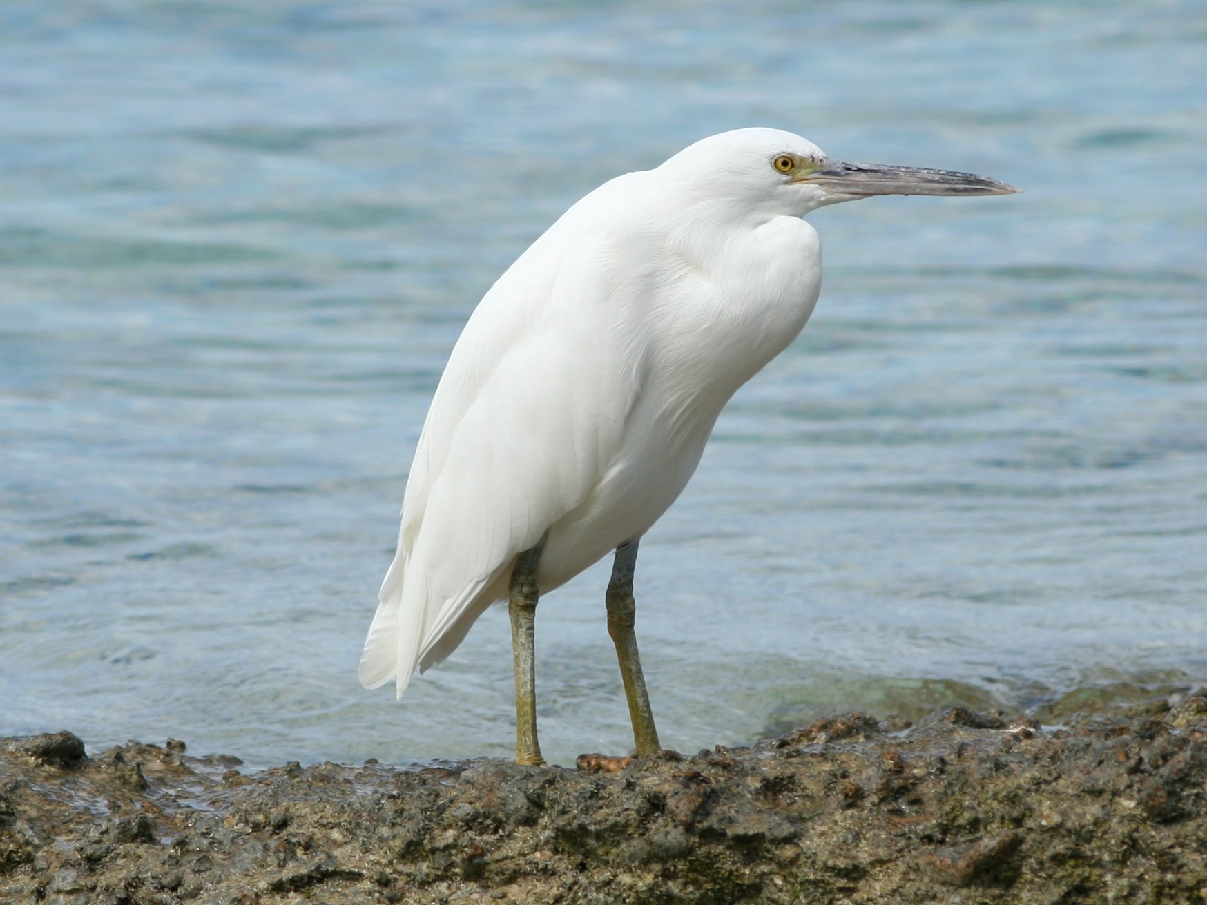 Pacific Reef Heron (Egretta sacra)