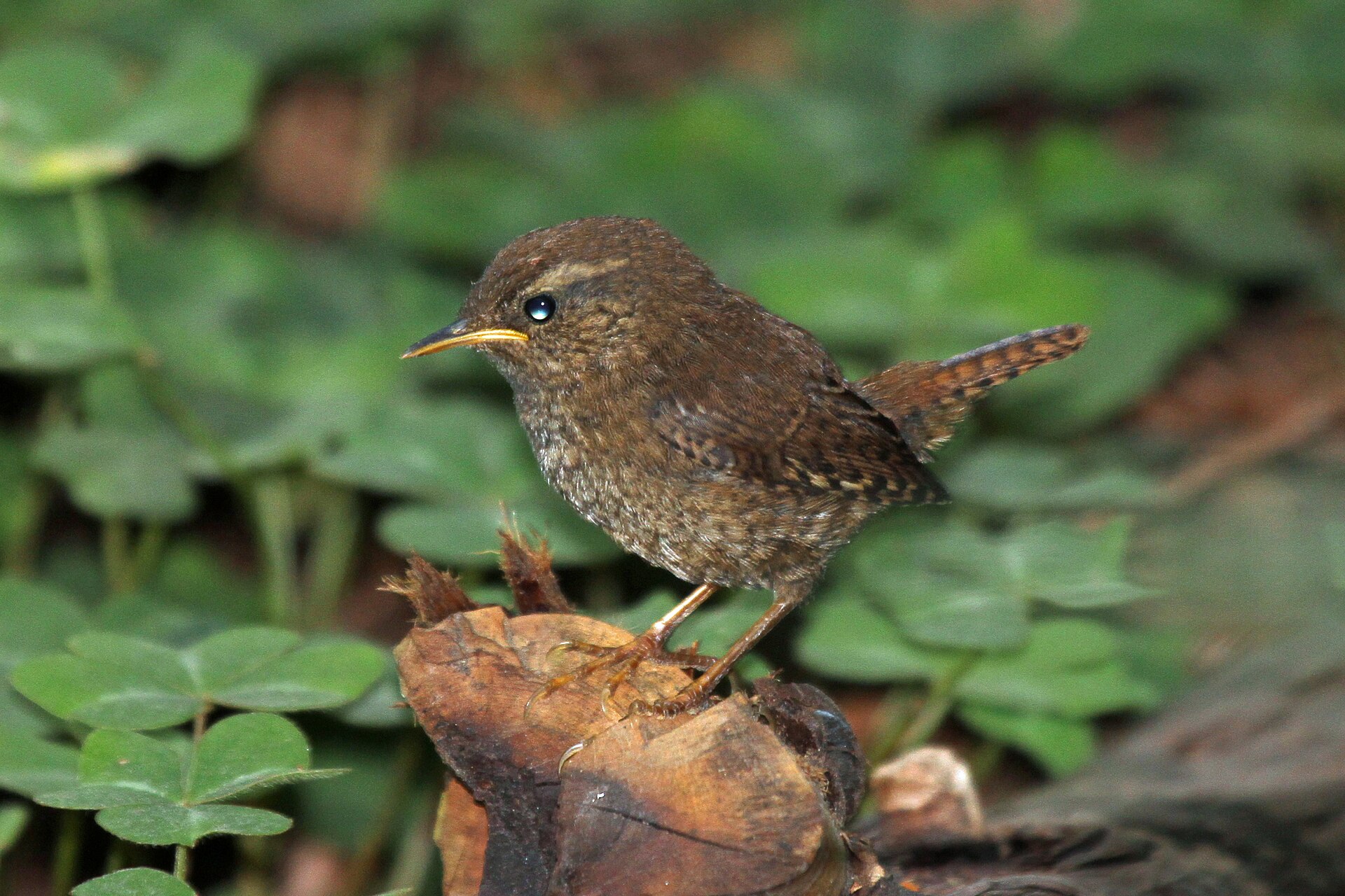 Pacific Wren (Troglodytes pacificus)