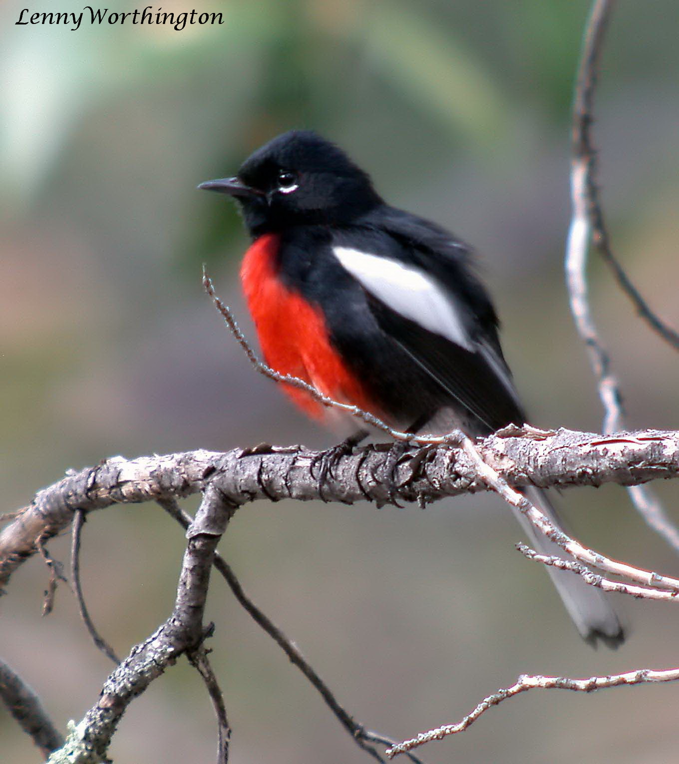 Painted Redstart ()