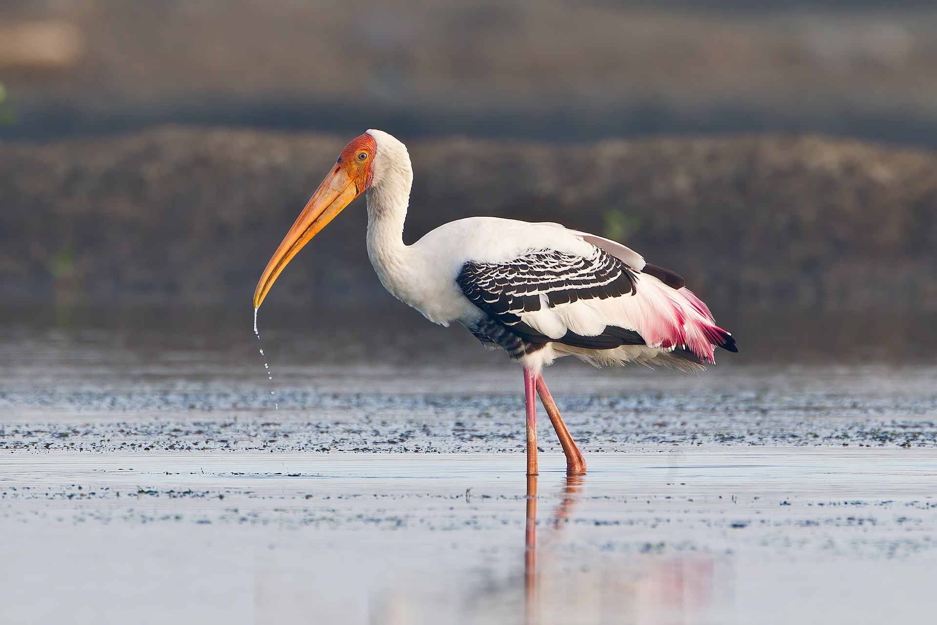 Painted Stork Painted Stork (Mycteria leucocephala)