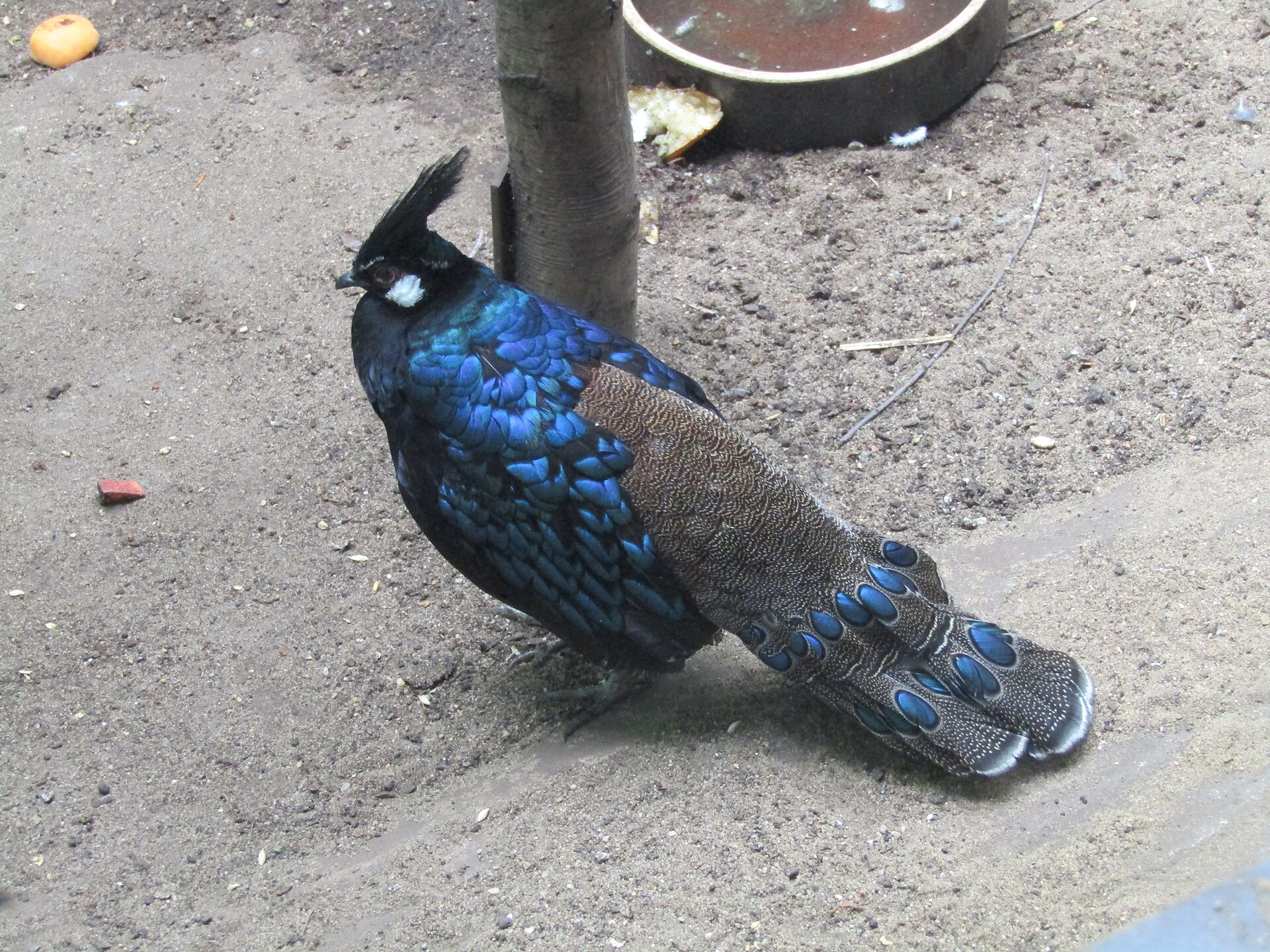 Palawan Peacock-Pheasant Palawan Peacock-Pheasant ()