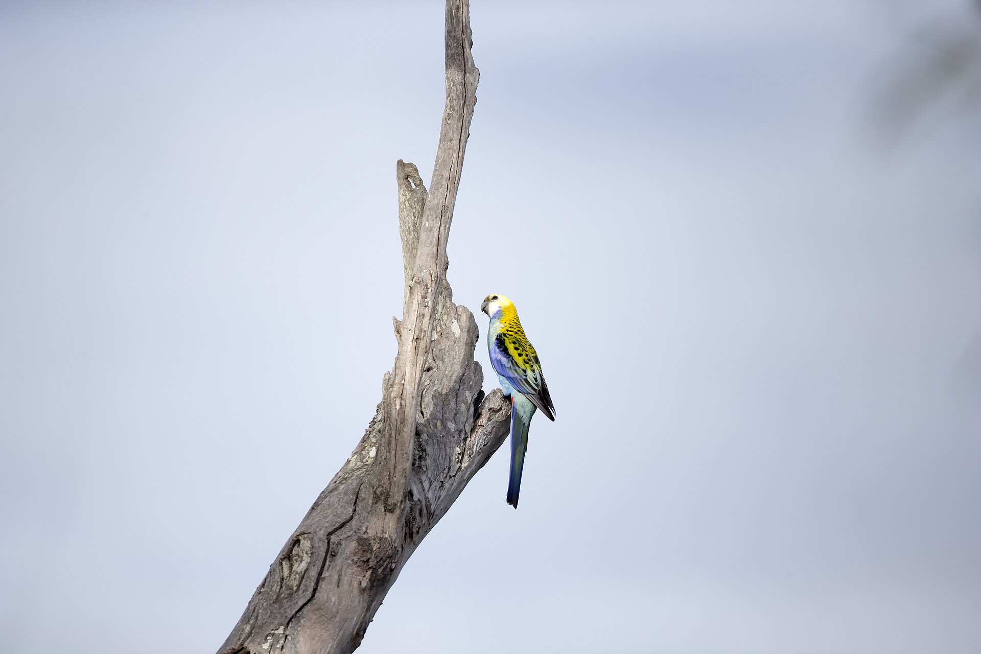 Pale-headed Rosella (Platycercus adscitus)