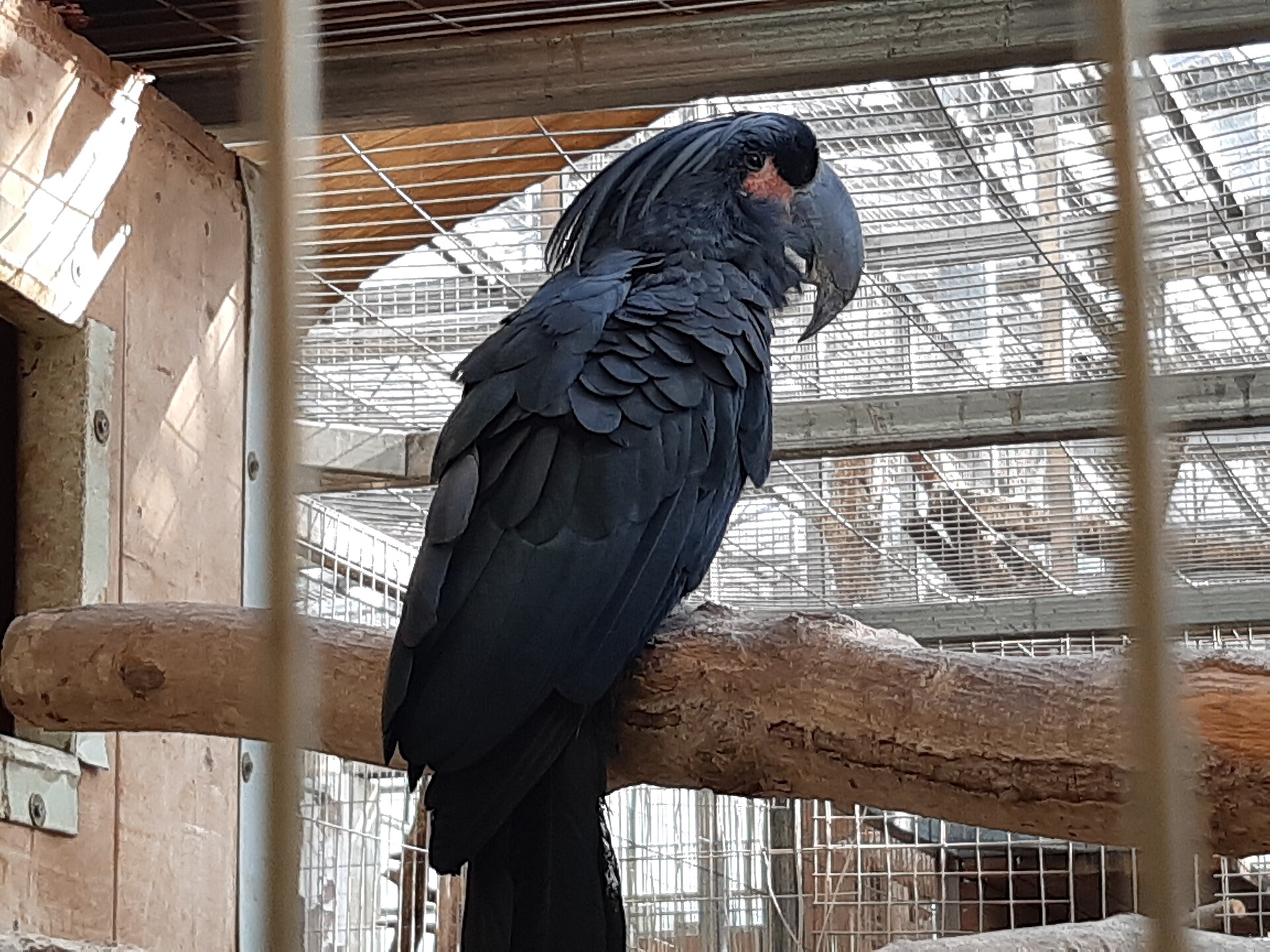 Palm Cockatoo ()