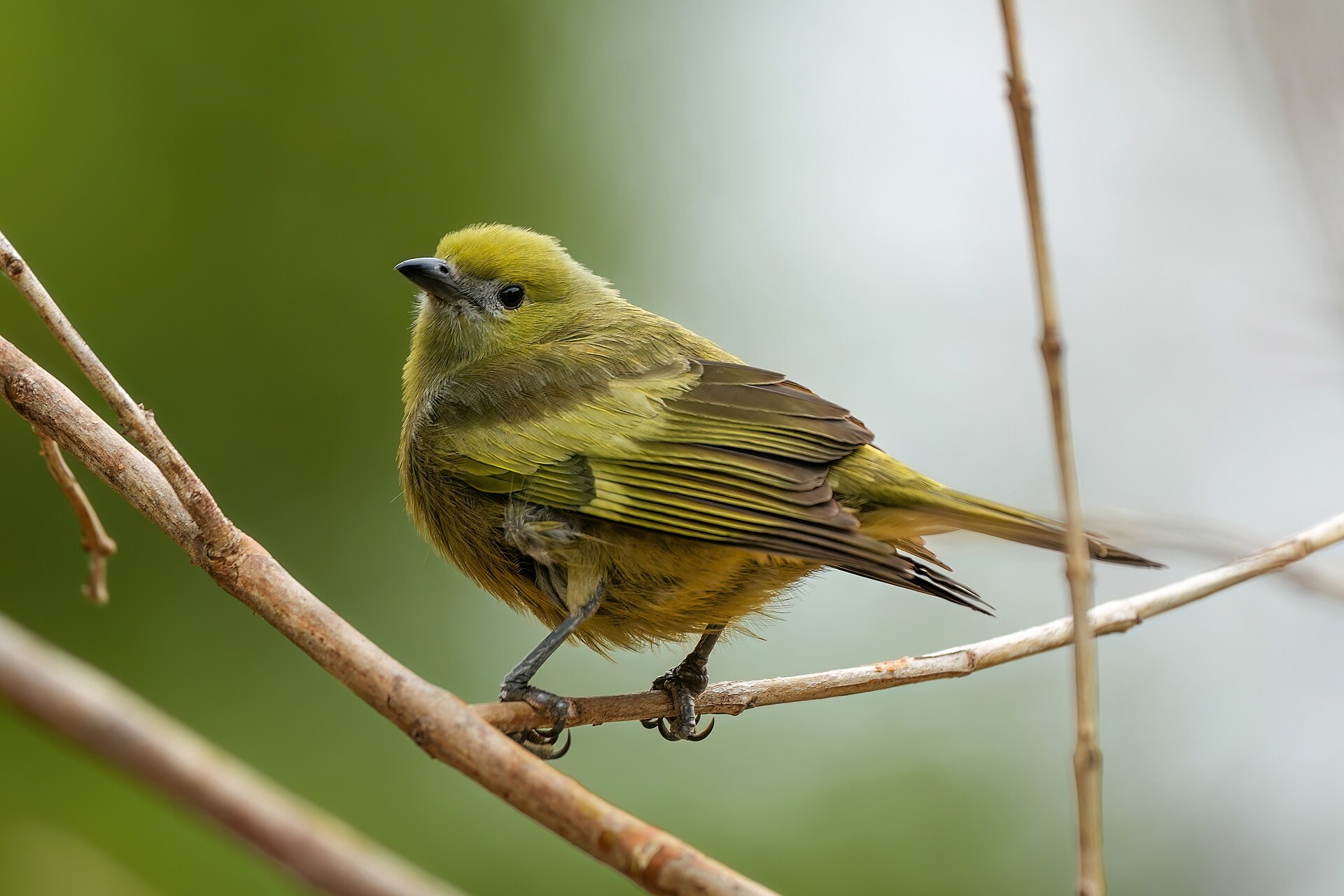 Palm Tanager ()