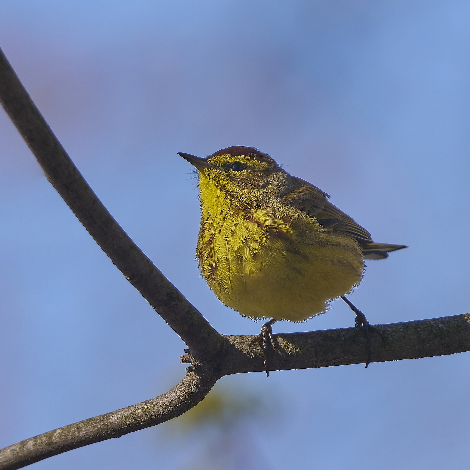 palm warbler
