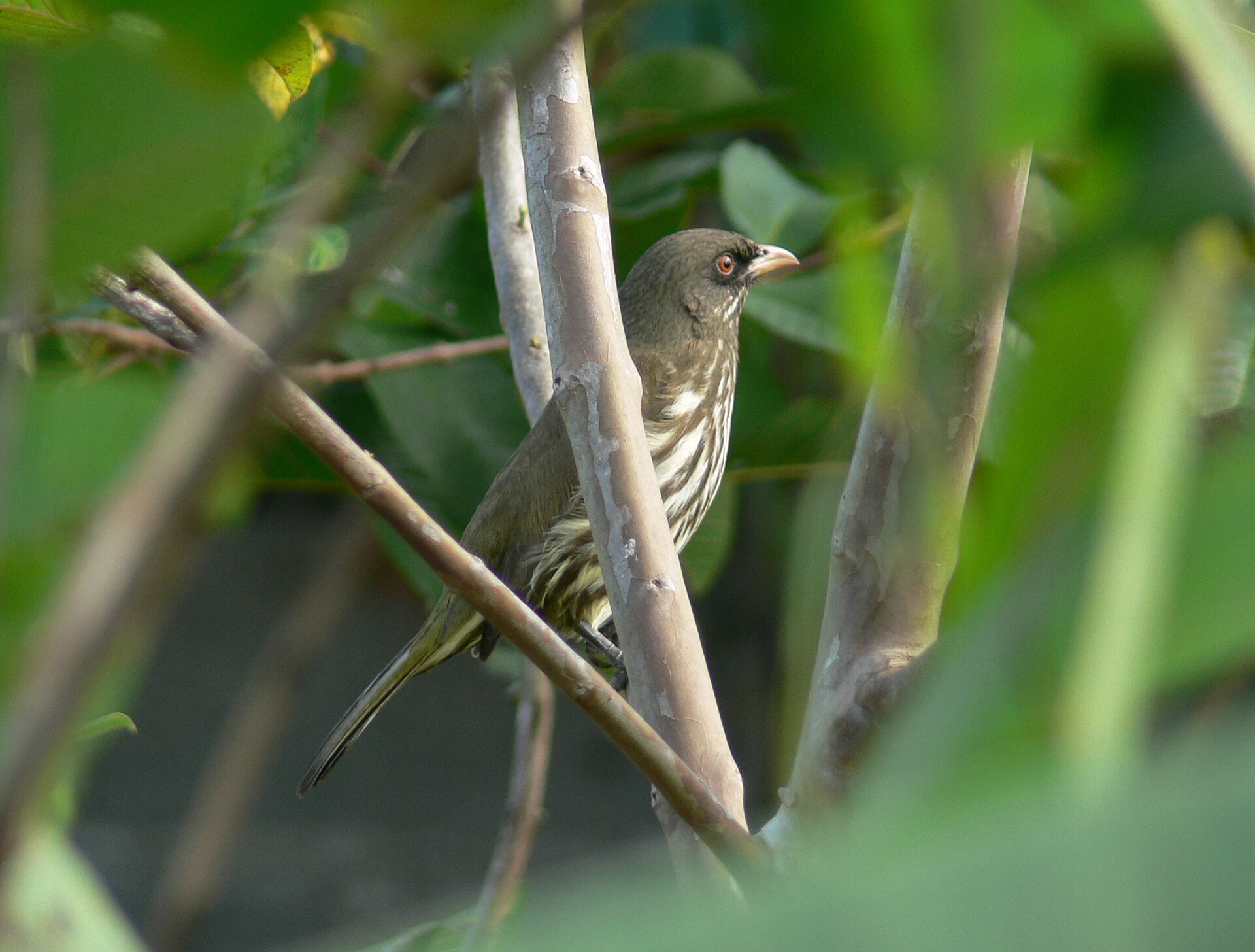 Palmchat (Dulus dominicus)
