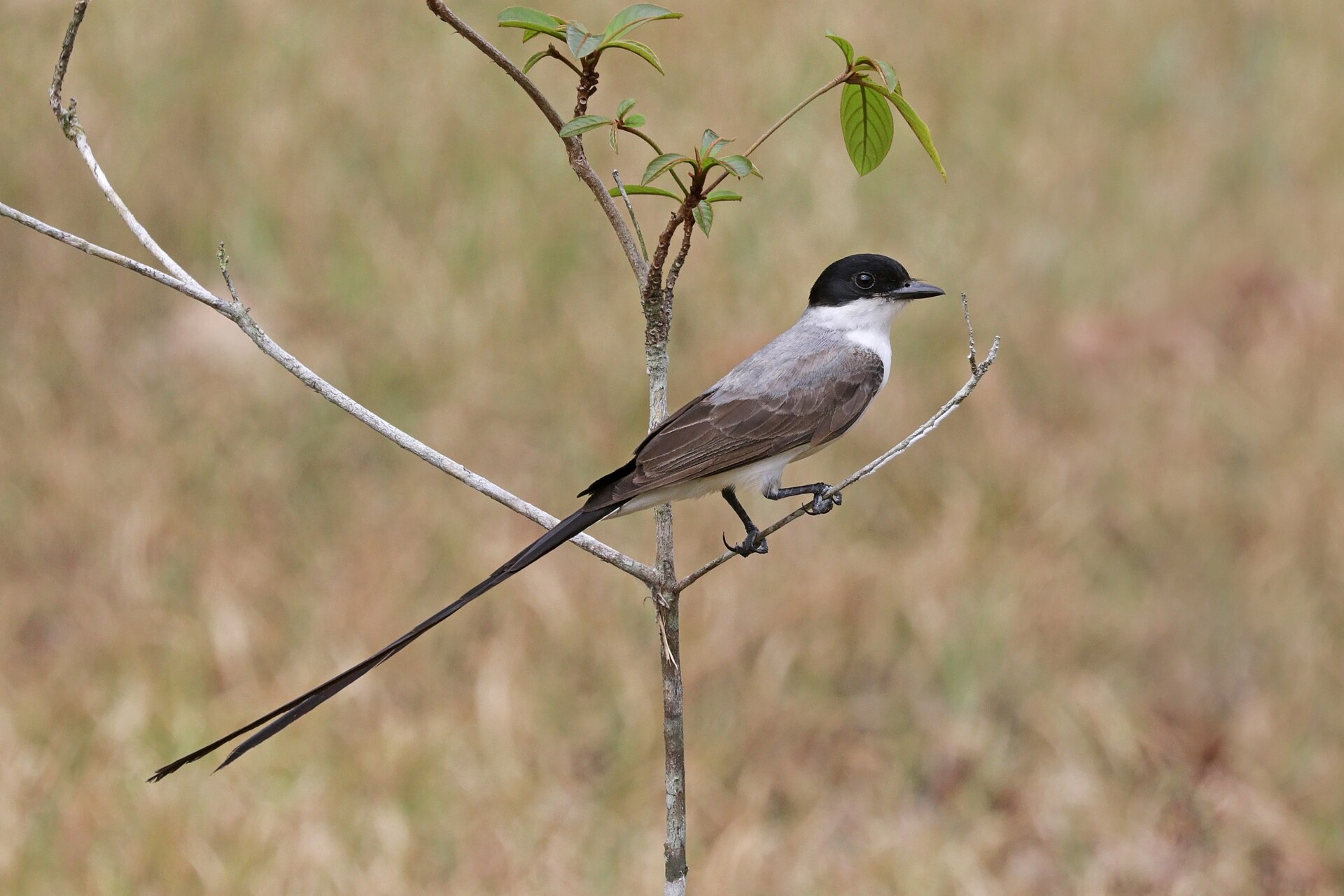 Panama Flycatcher Panama Flycatcher (Myiarchus panamensis)