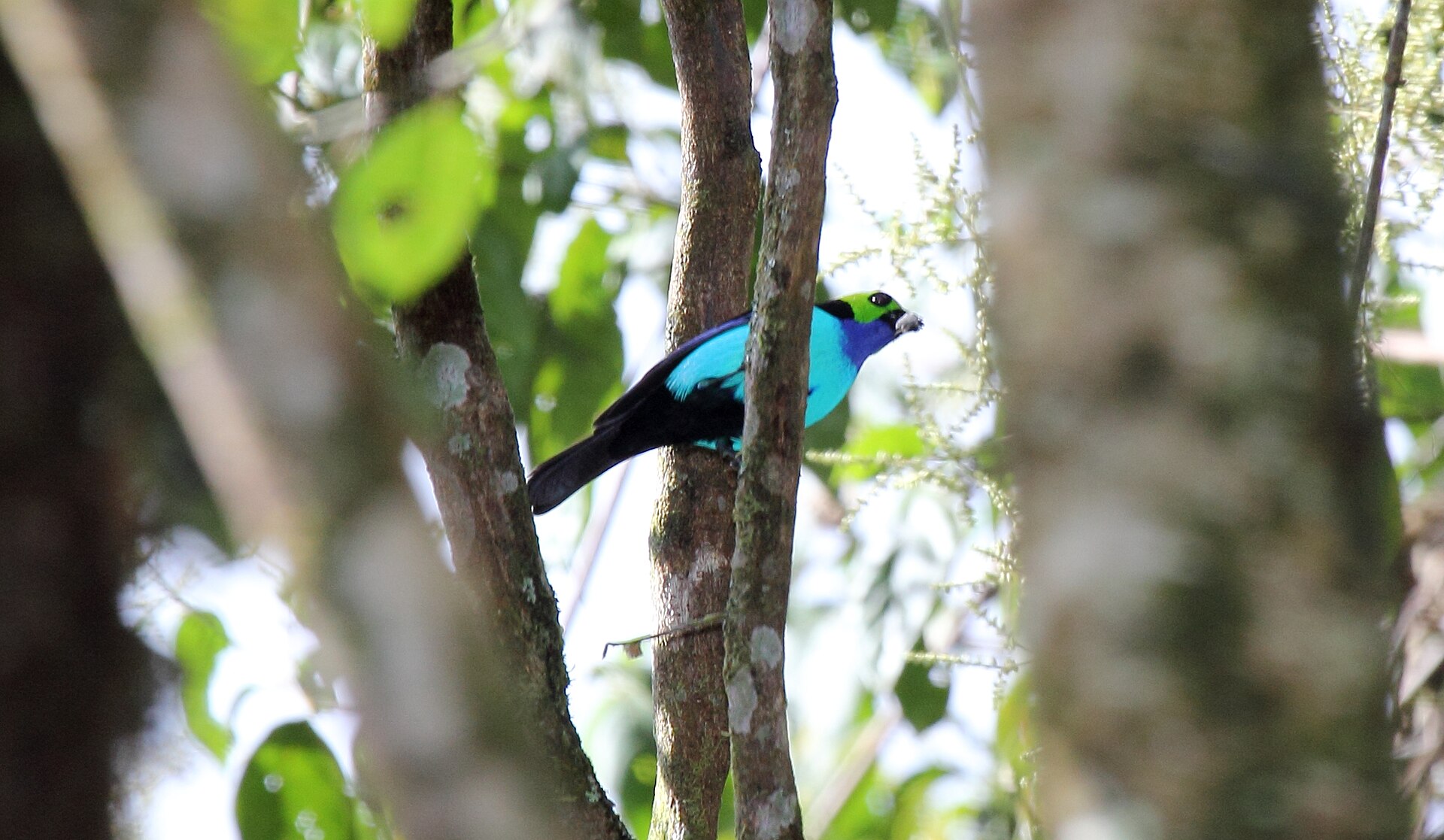 Paradise Tanager ()