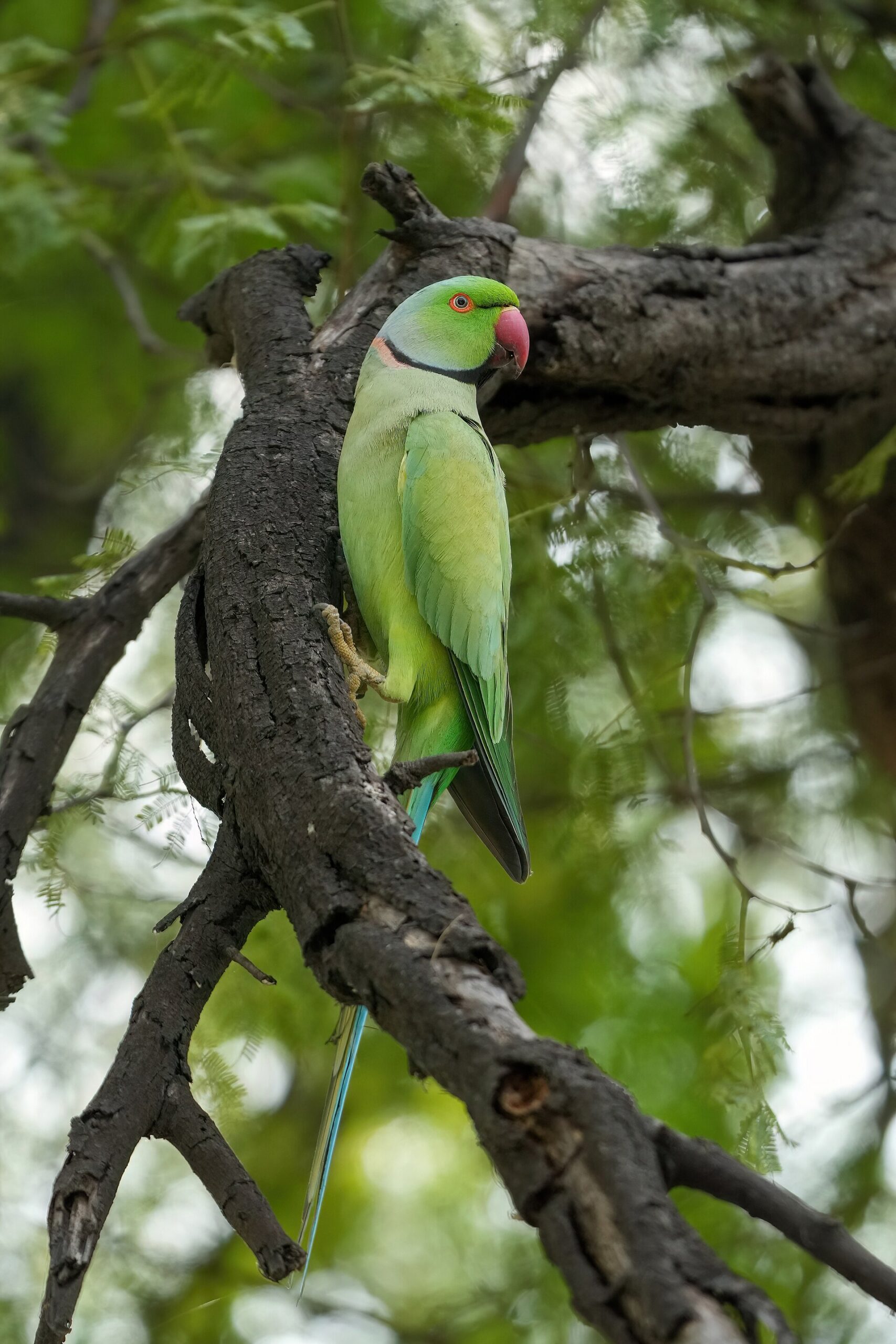 Parakeet (Psittacula krameri)