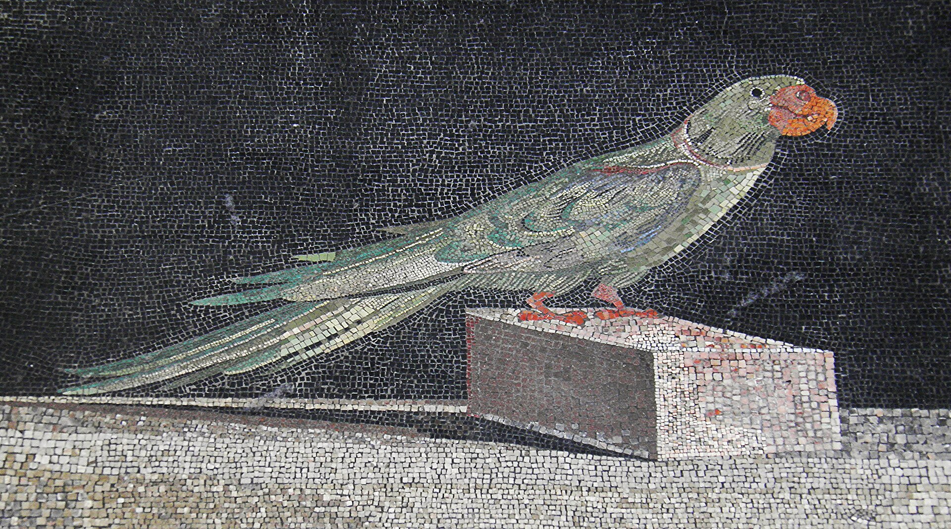 Parakeet Type ()