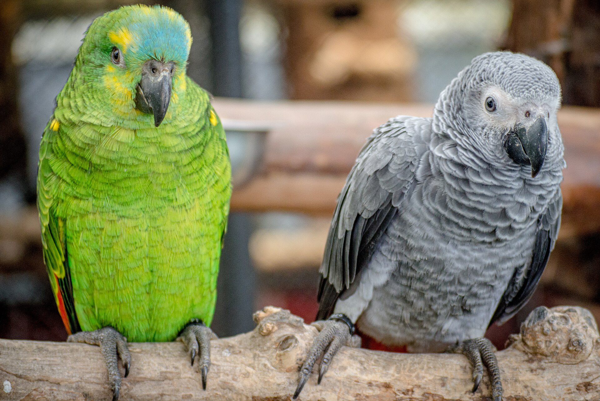 Parrot Parrot (Poicephalus rueppellii)