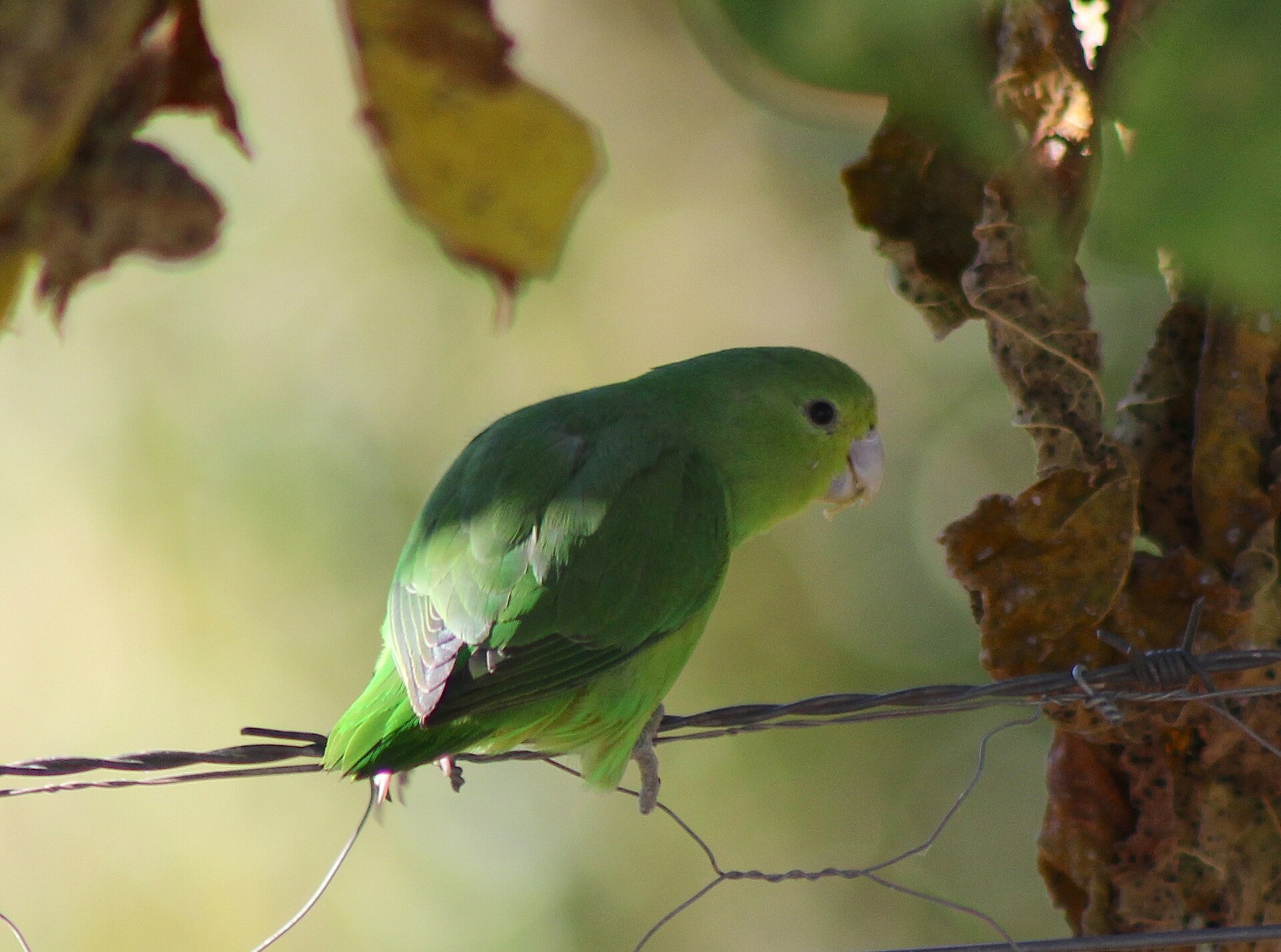 Parrotlet (Forpus xanthopterygius)