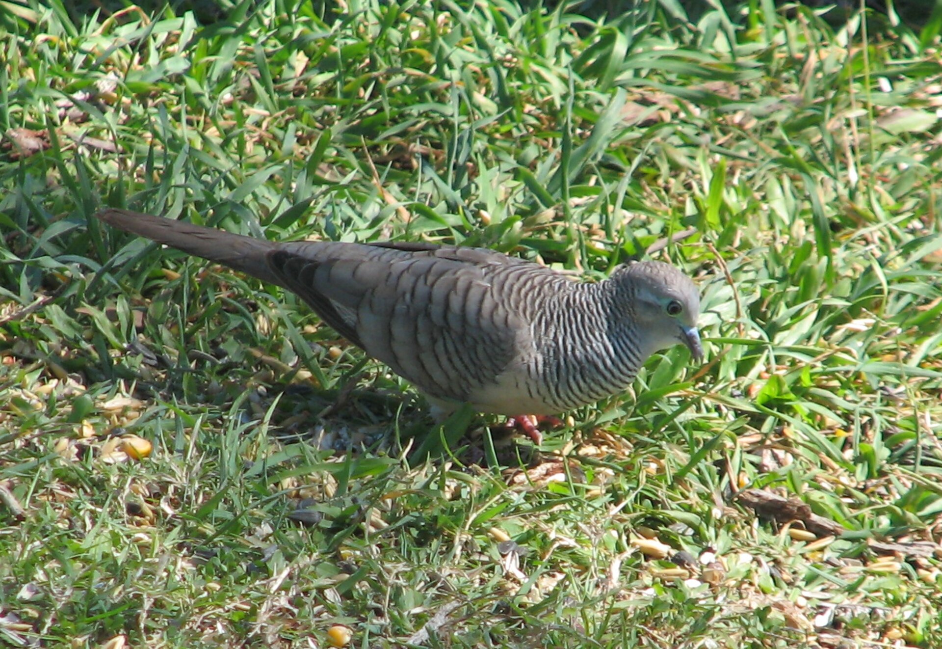 Peaceful Dove ()