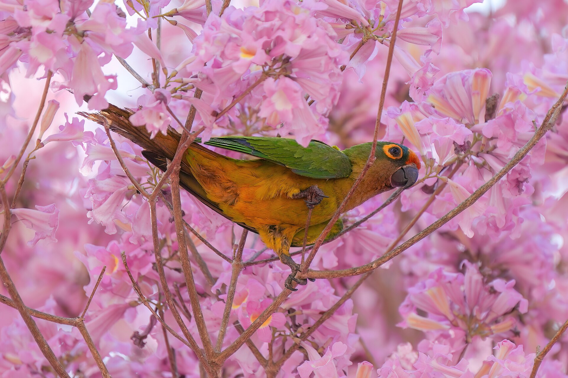 Peach-Fronted Conure (Eupsittula aurea)