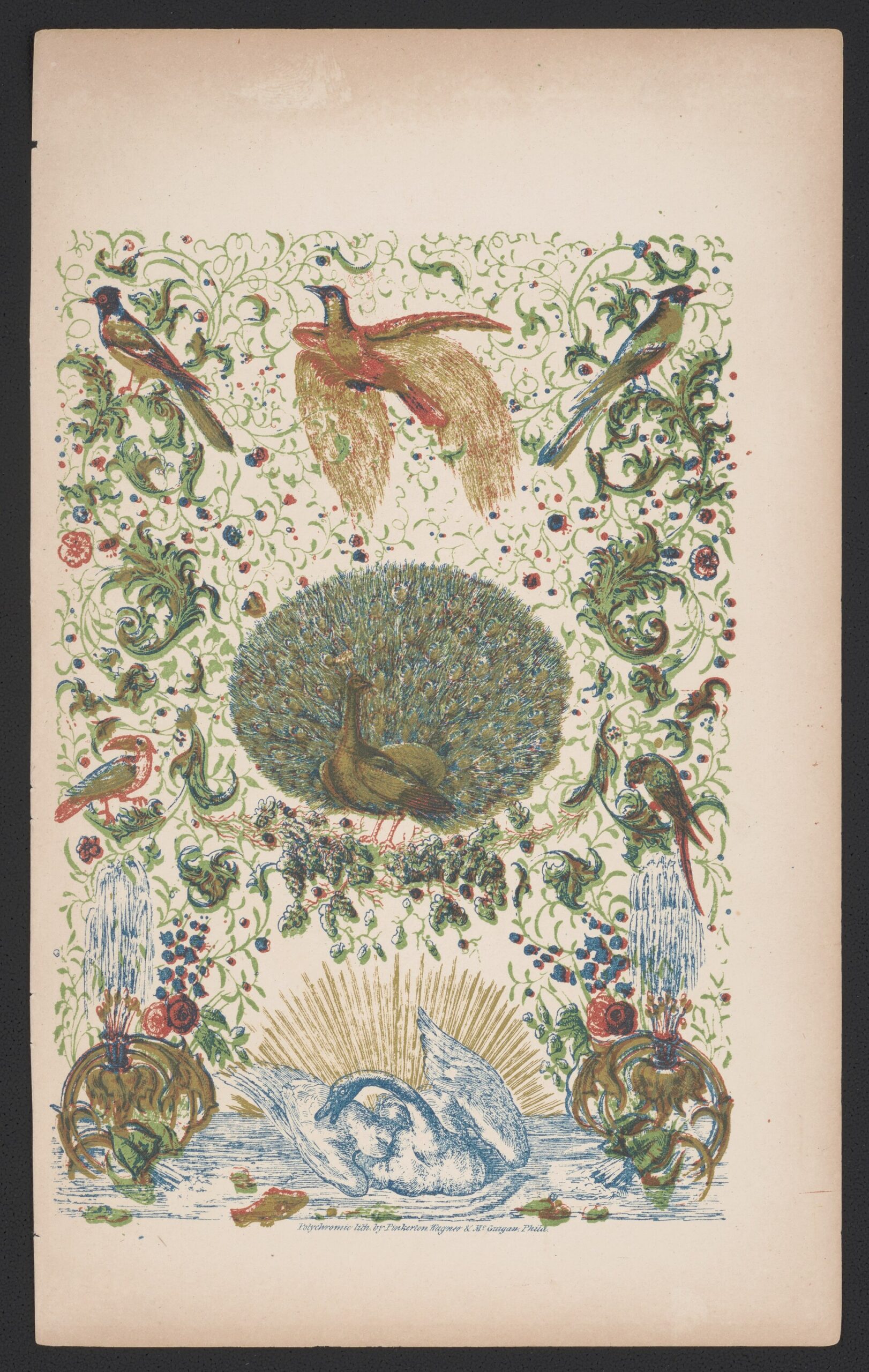 Peacock Color ()