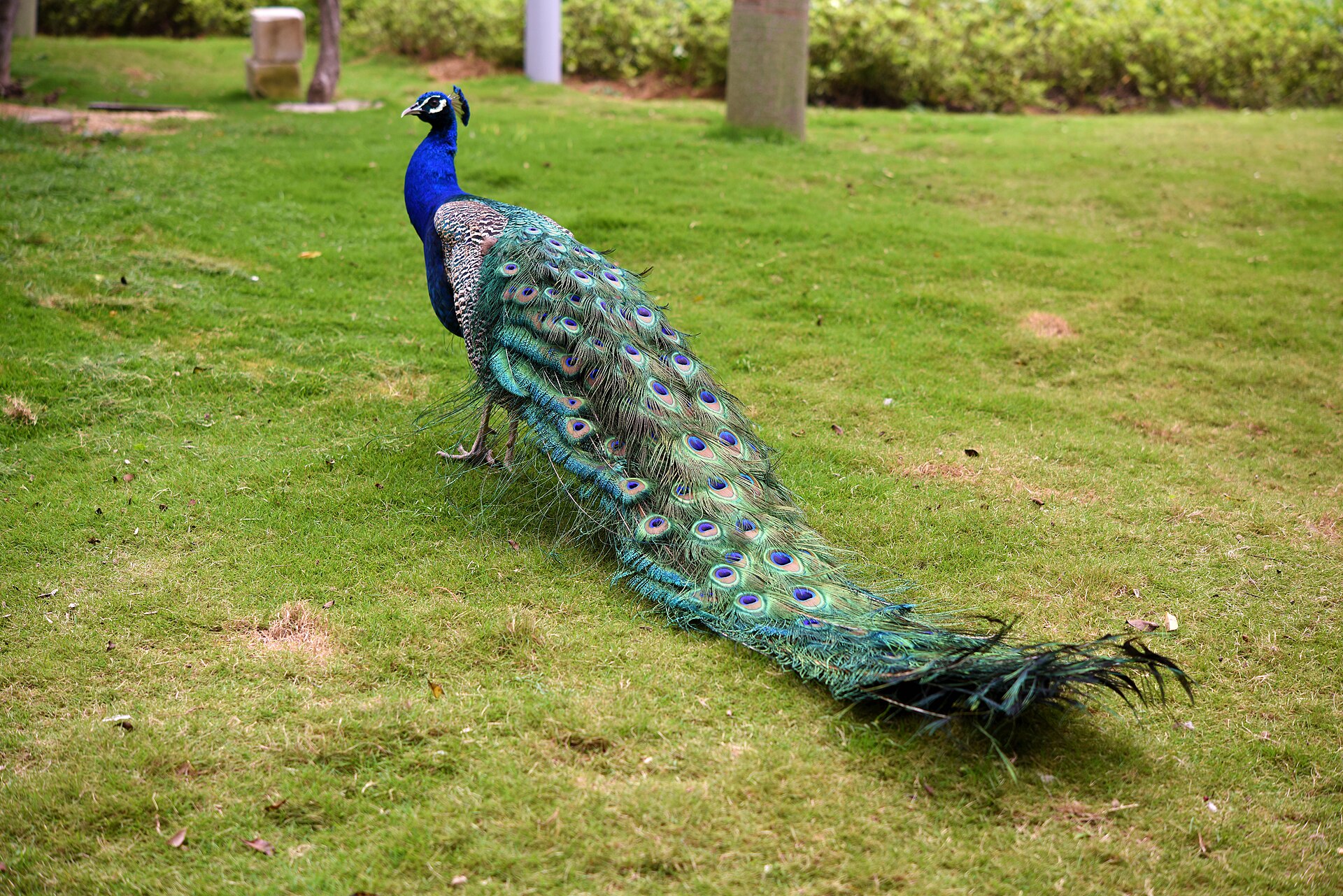 Peacock (Indian peafowl)
