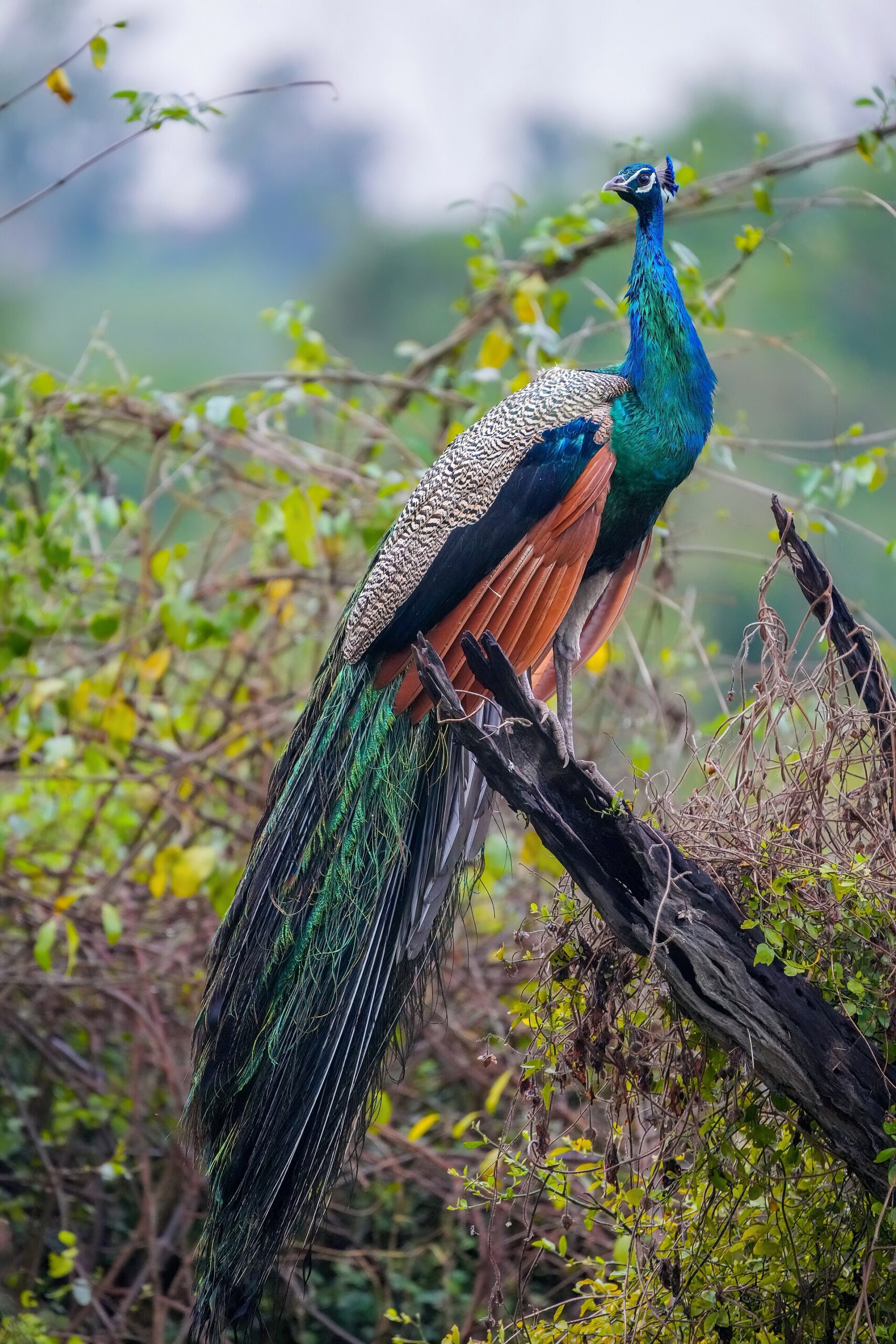 Peafowl (Indian peafowl)