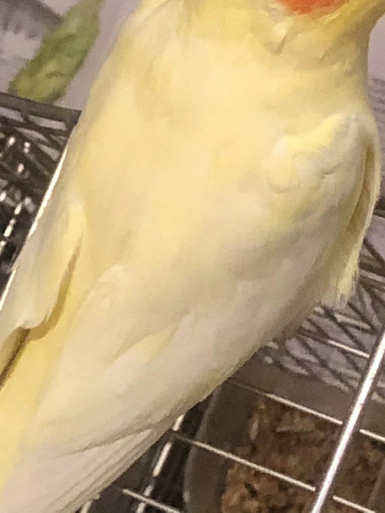 Pearl Cockatiel Pearl Cockatiel ()