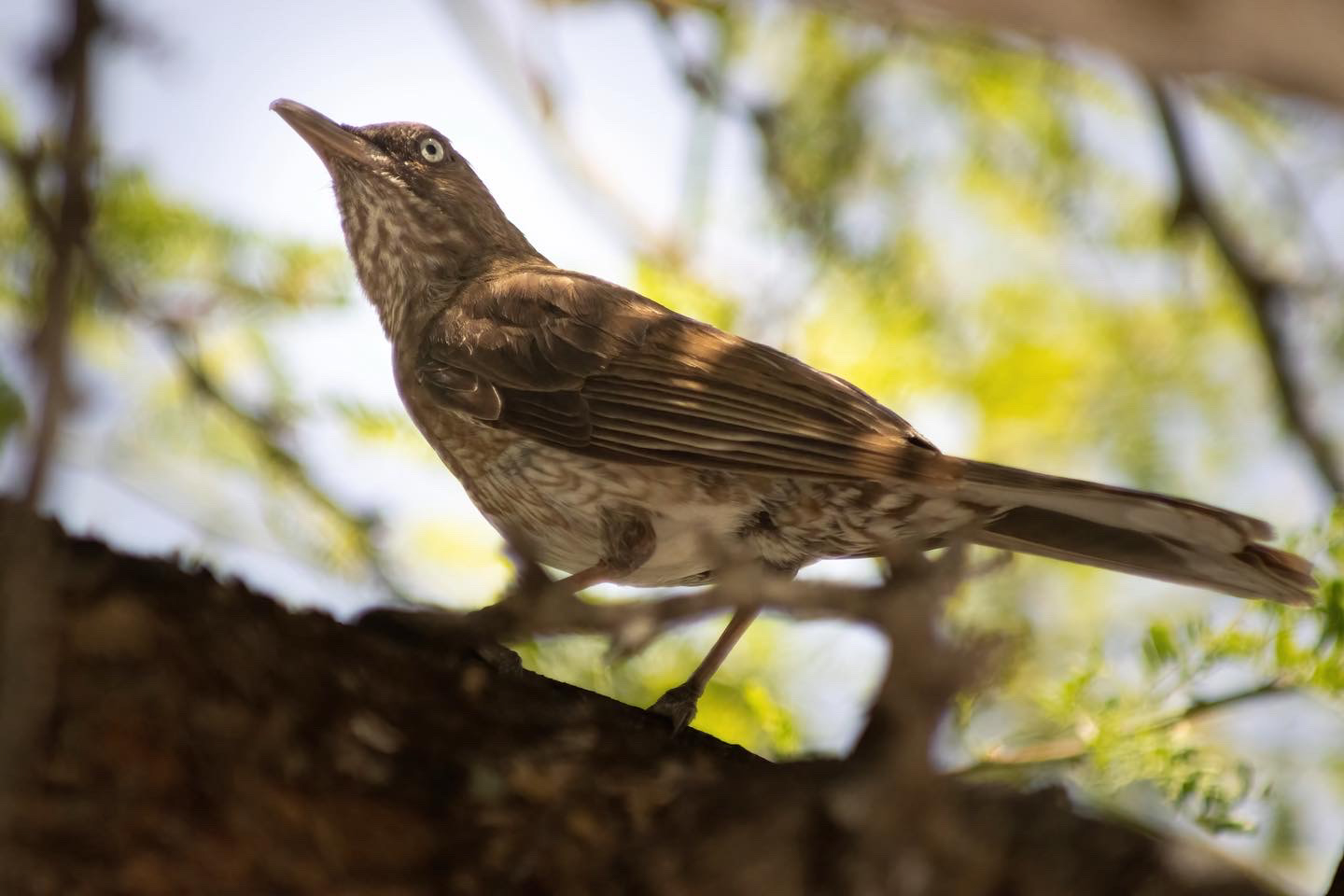 Pearly-eyed Thrasher Pearly-eyed Thrasher (Margarops fuscatus)