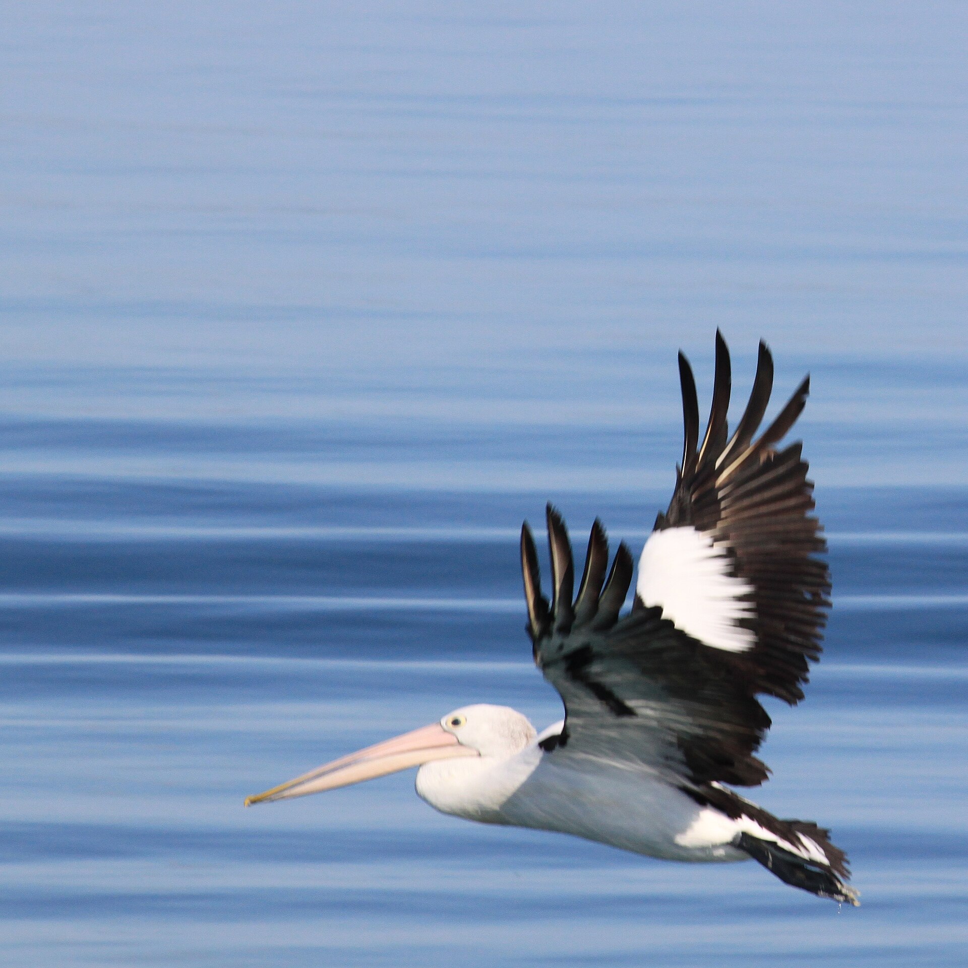 Pelican Species Overview ()