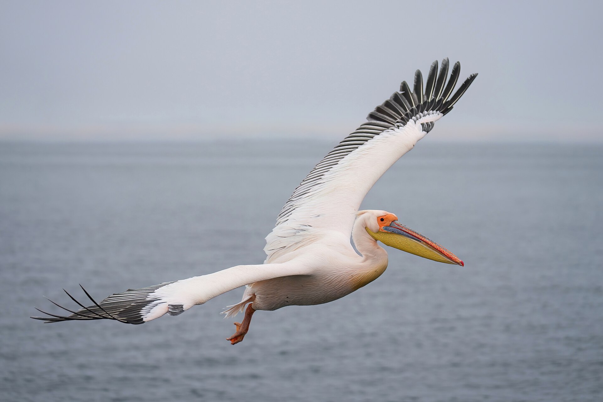 Pelican ()