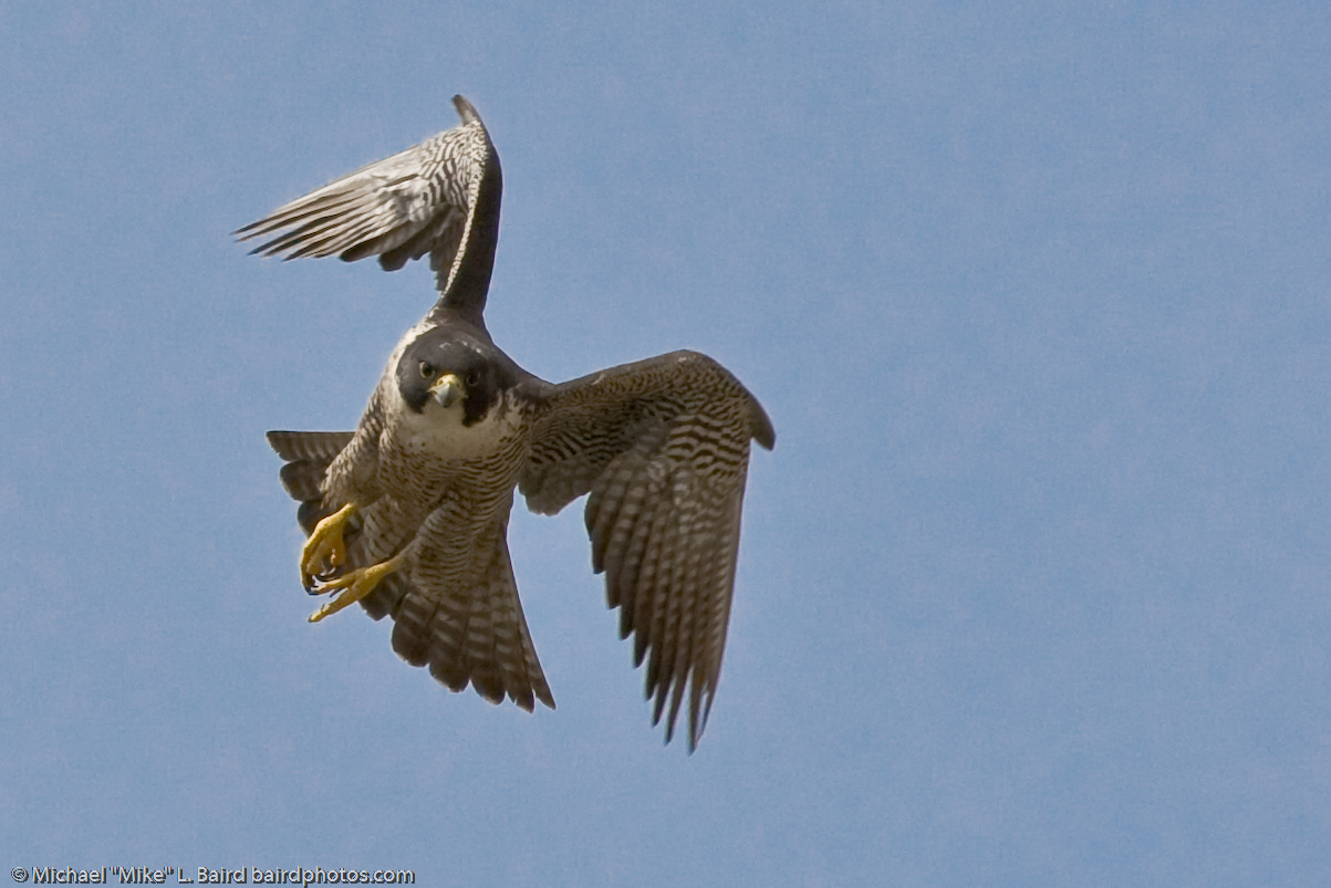 Peregrine Falcon Feature ()