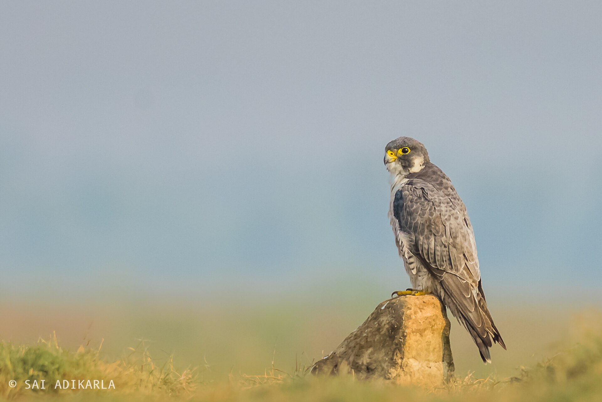 peregrine falcon hunting skill