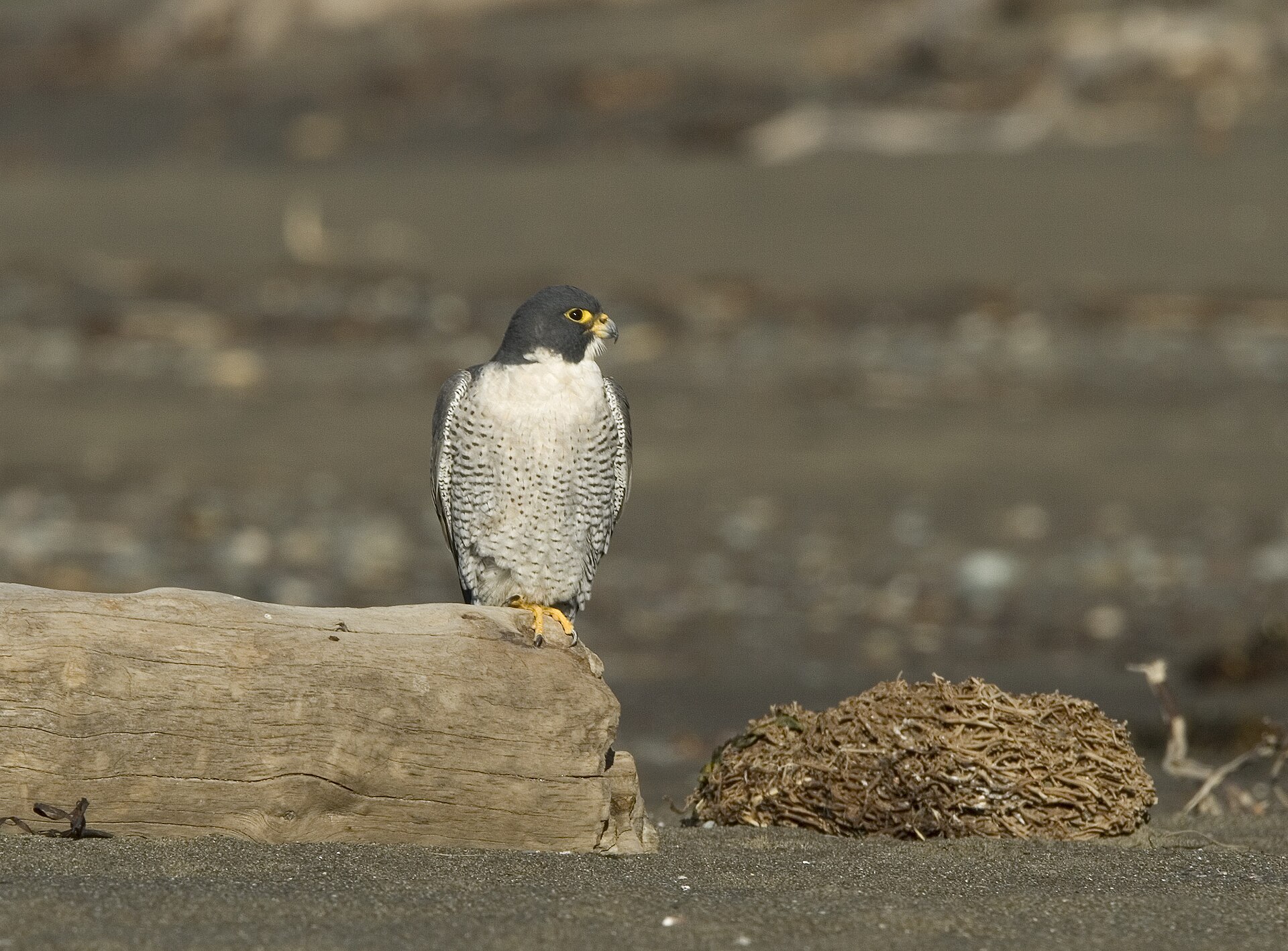 Peregrine Falcon (Falco peregrinus)
