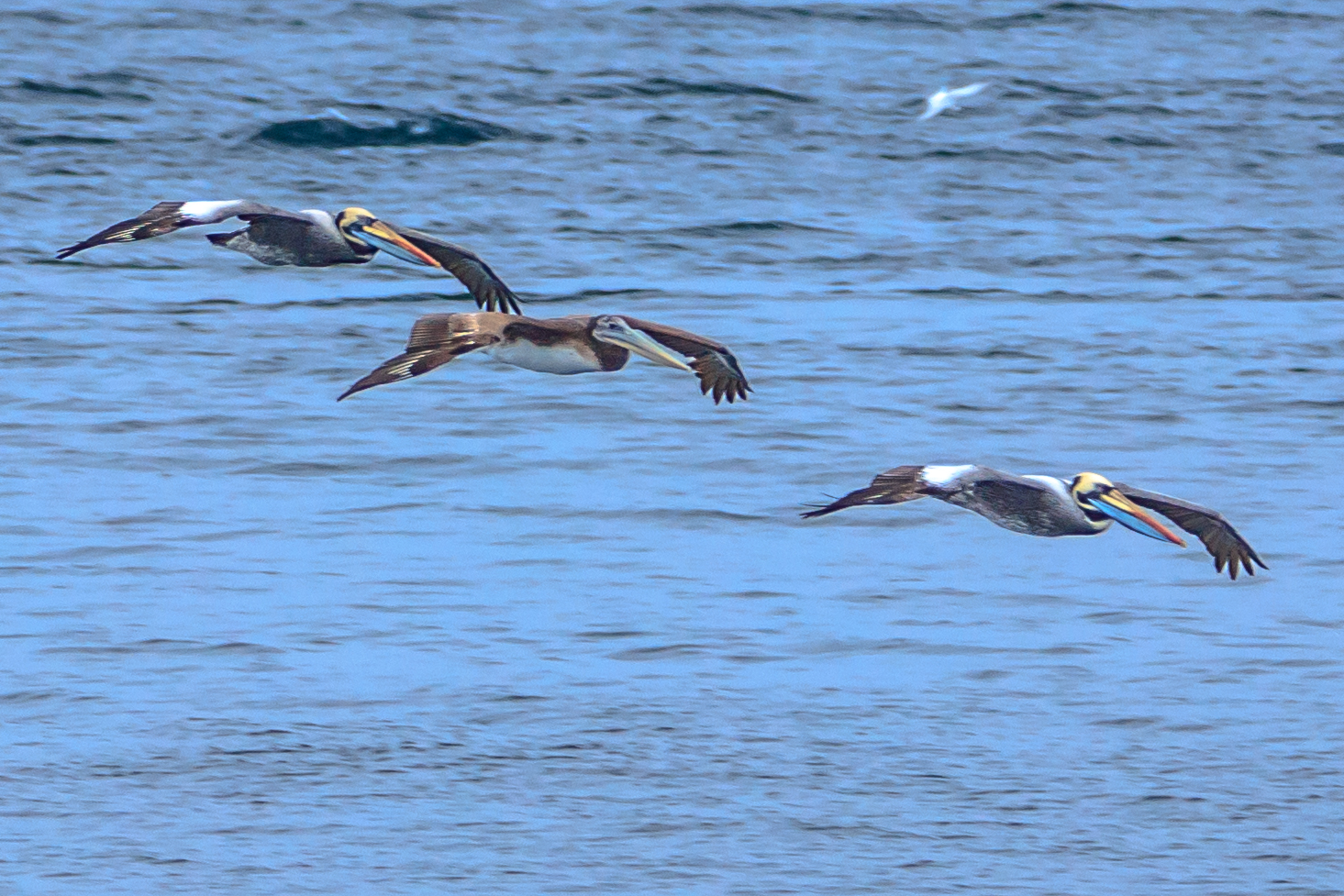 Peruvian Pelican Peruvian Pelican (Pelecanus thagus)