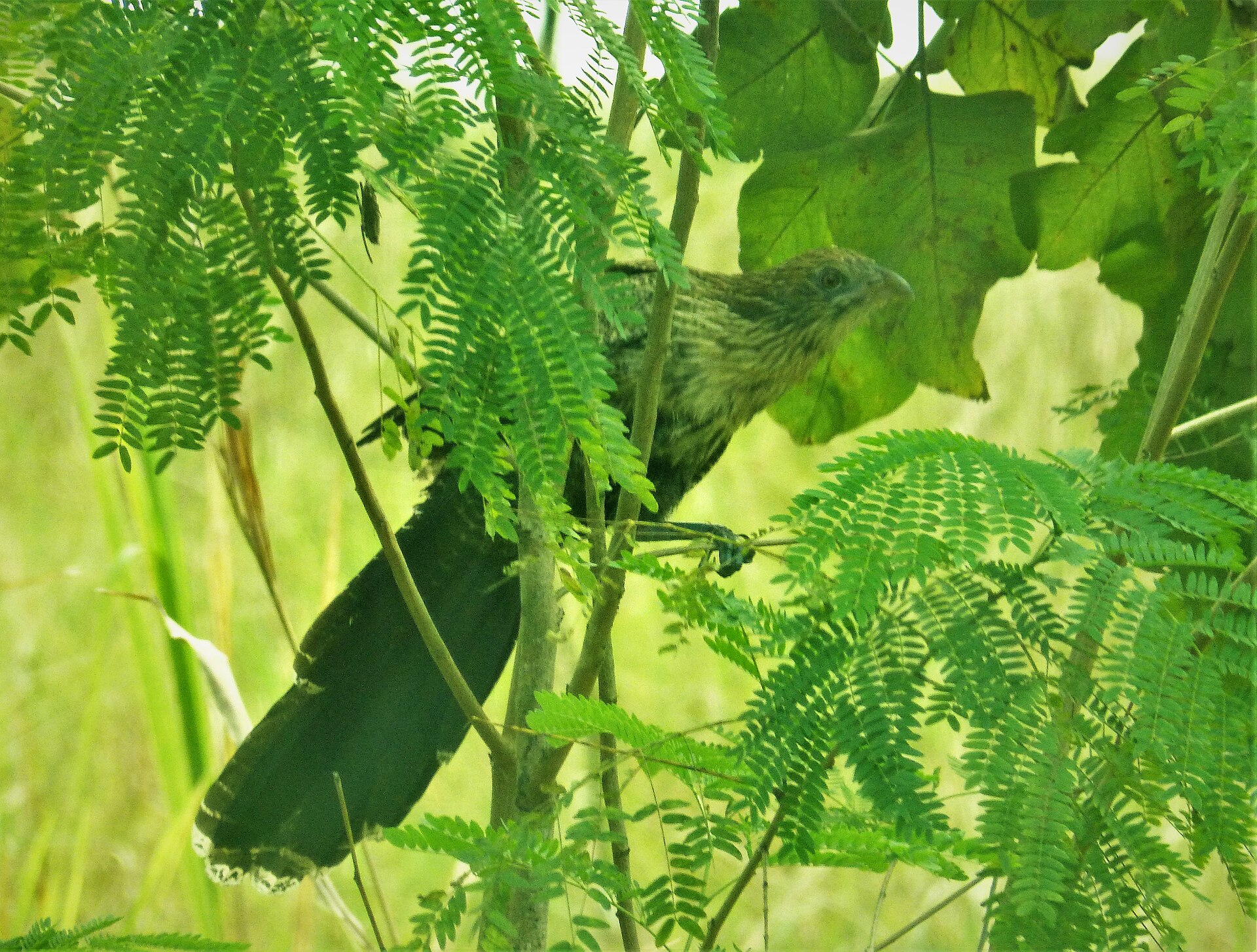 Pheasant Coucal Pheasant Coucal (Centropus sinensis)