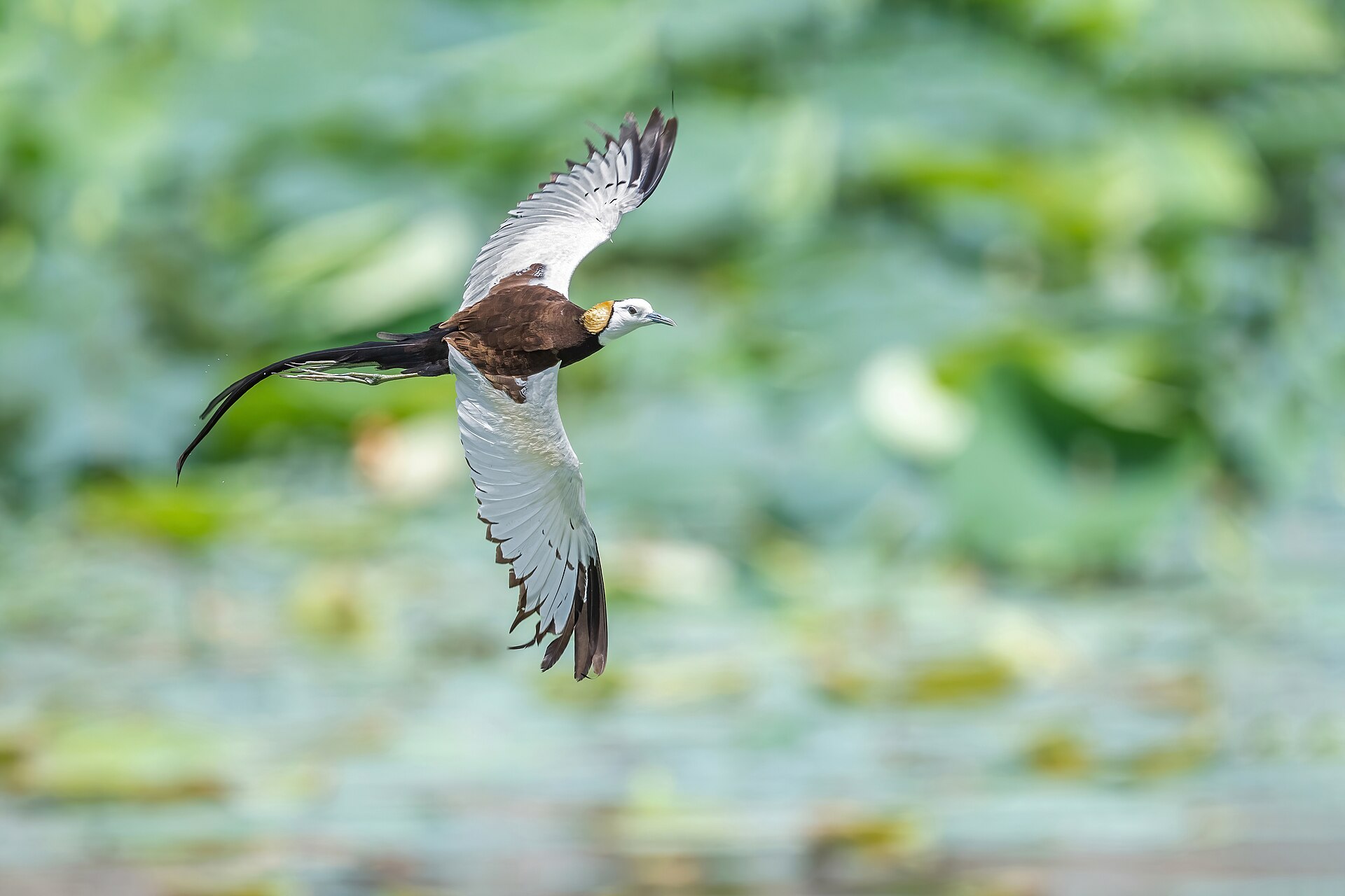 Pheasant-tailed Jacana (Hydrophasianus chirurgus)