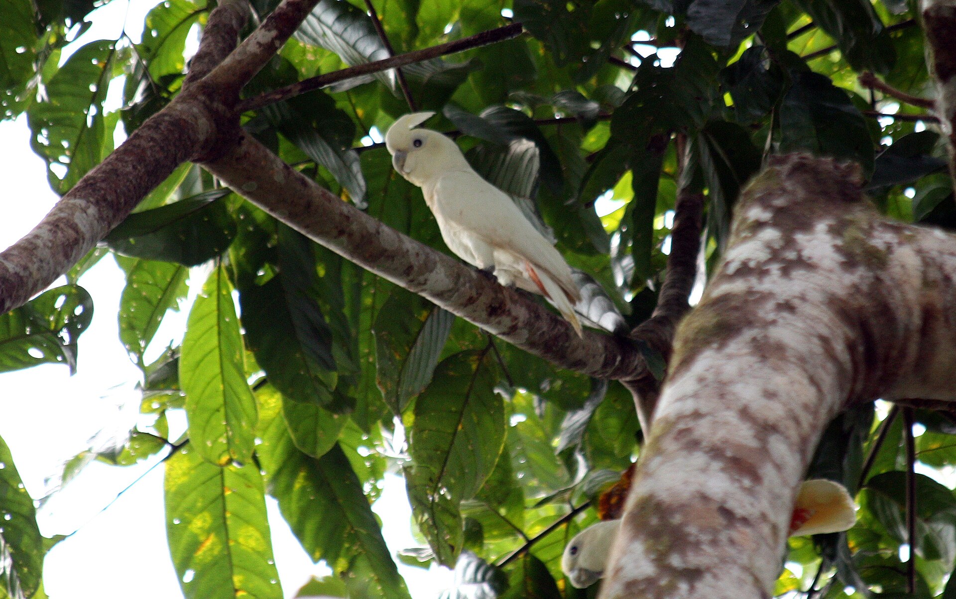 Philippine Cockatoo Philippine Cockatoo (Cacatua haematuropygia)