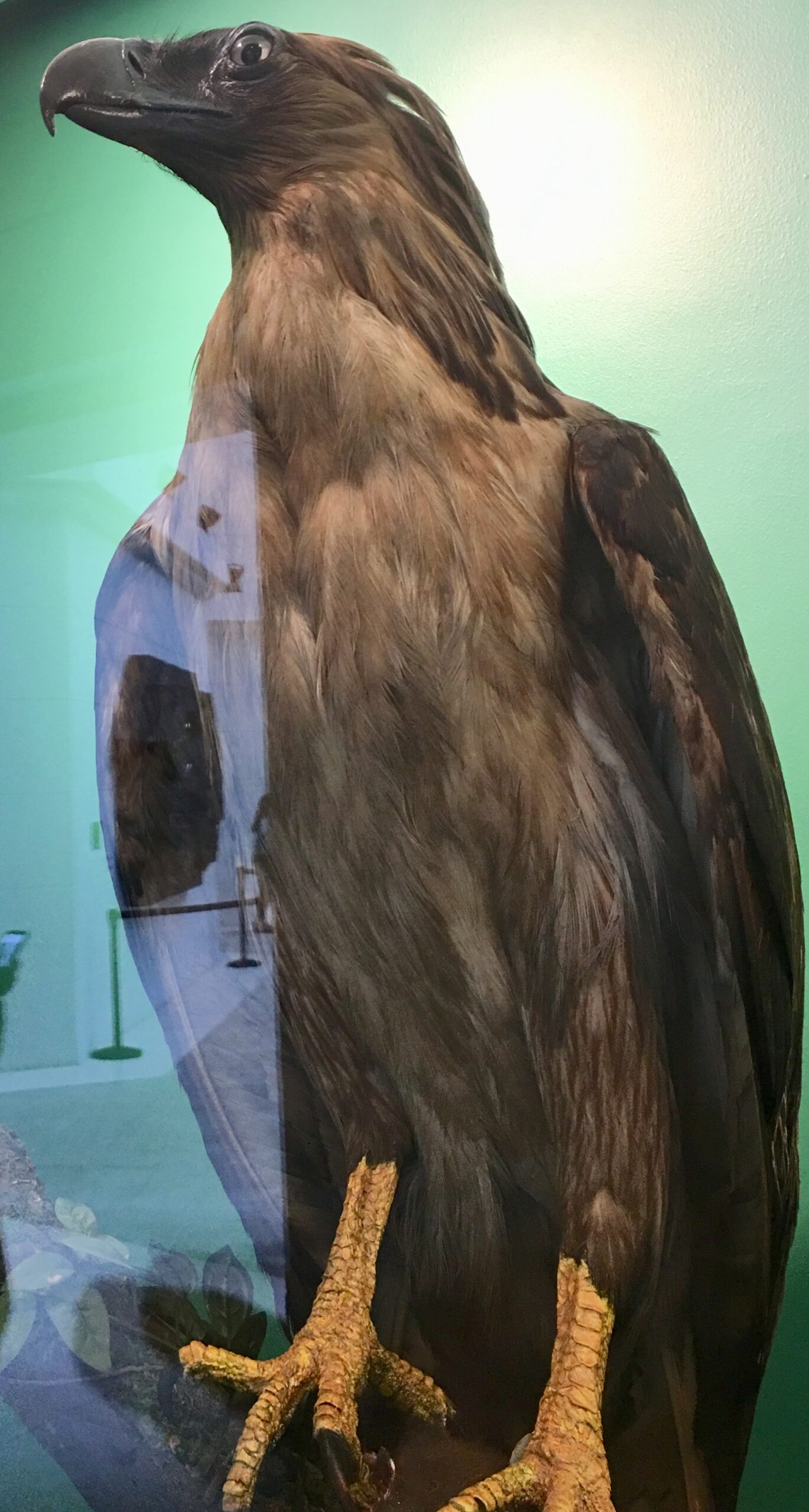 Philippine Eagle ()