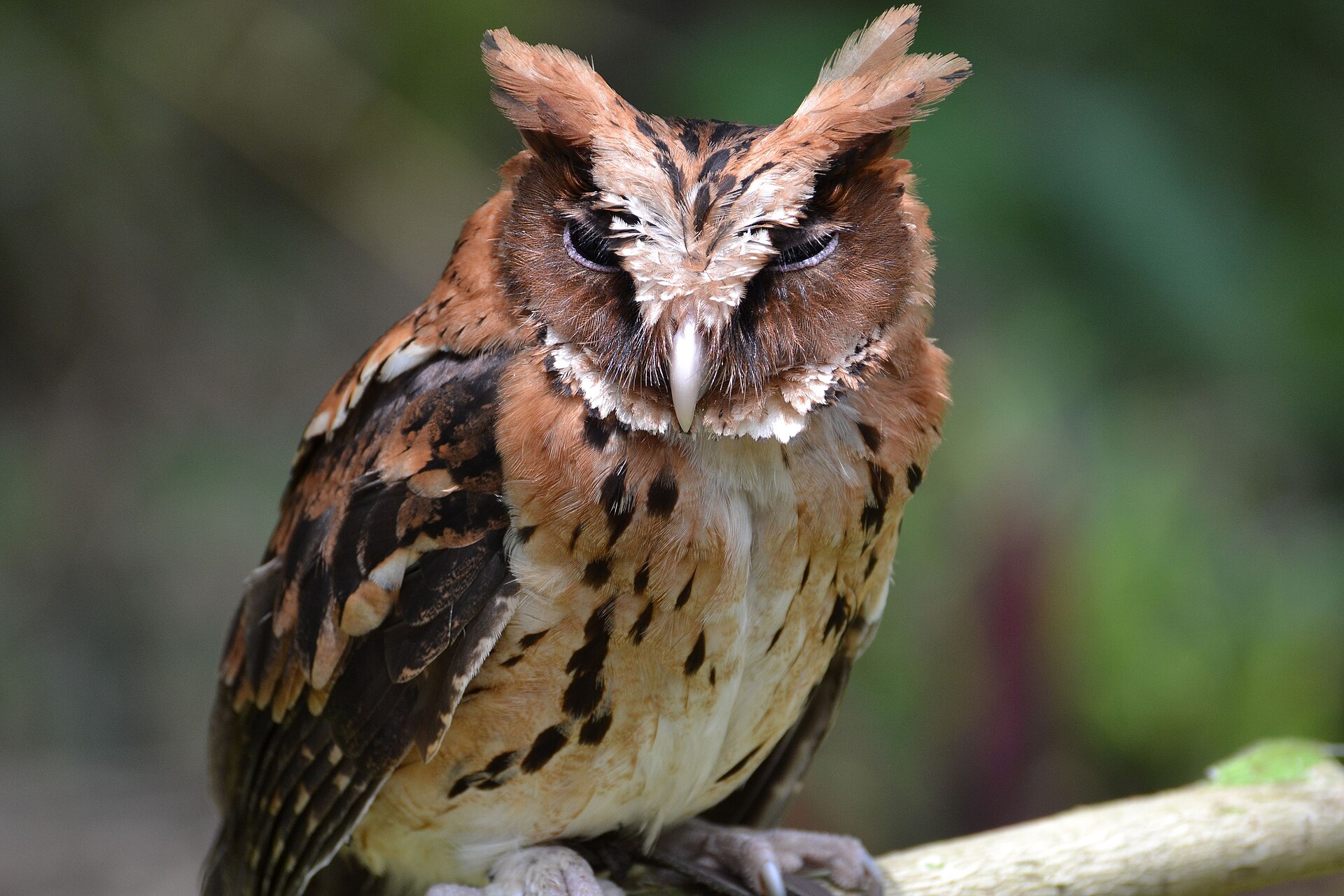 Philippine Scops Owl ()