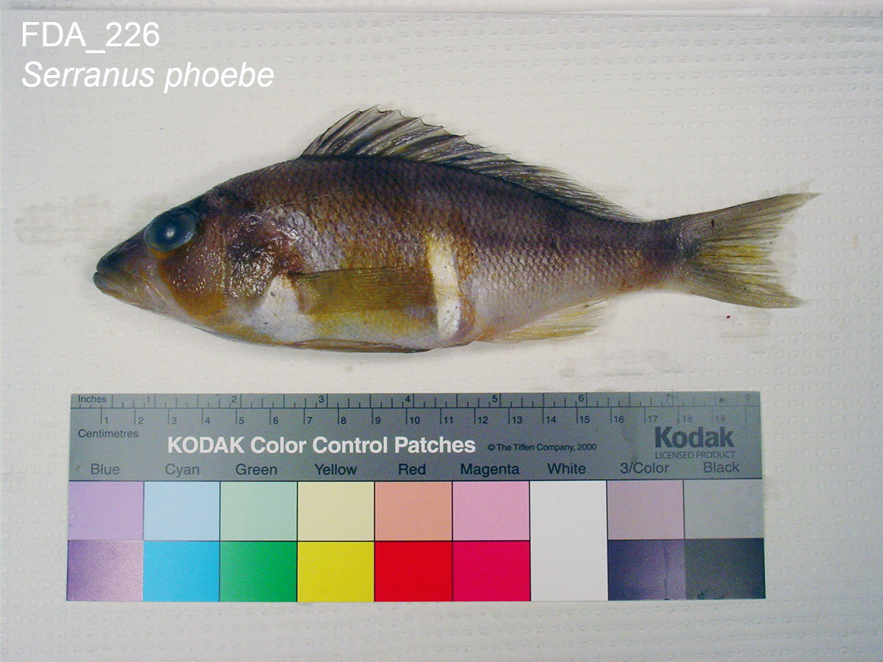 Phoebe Identification ()