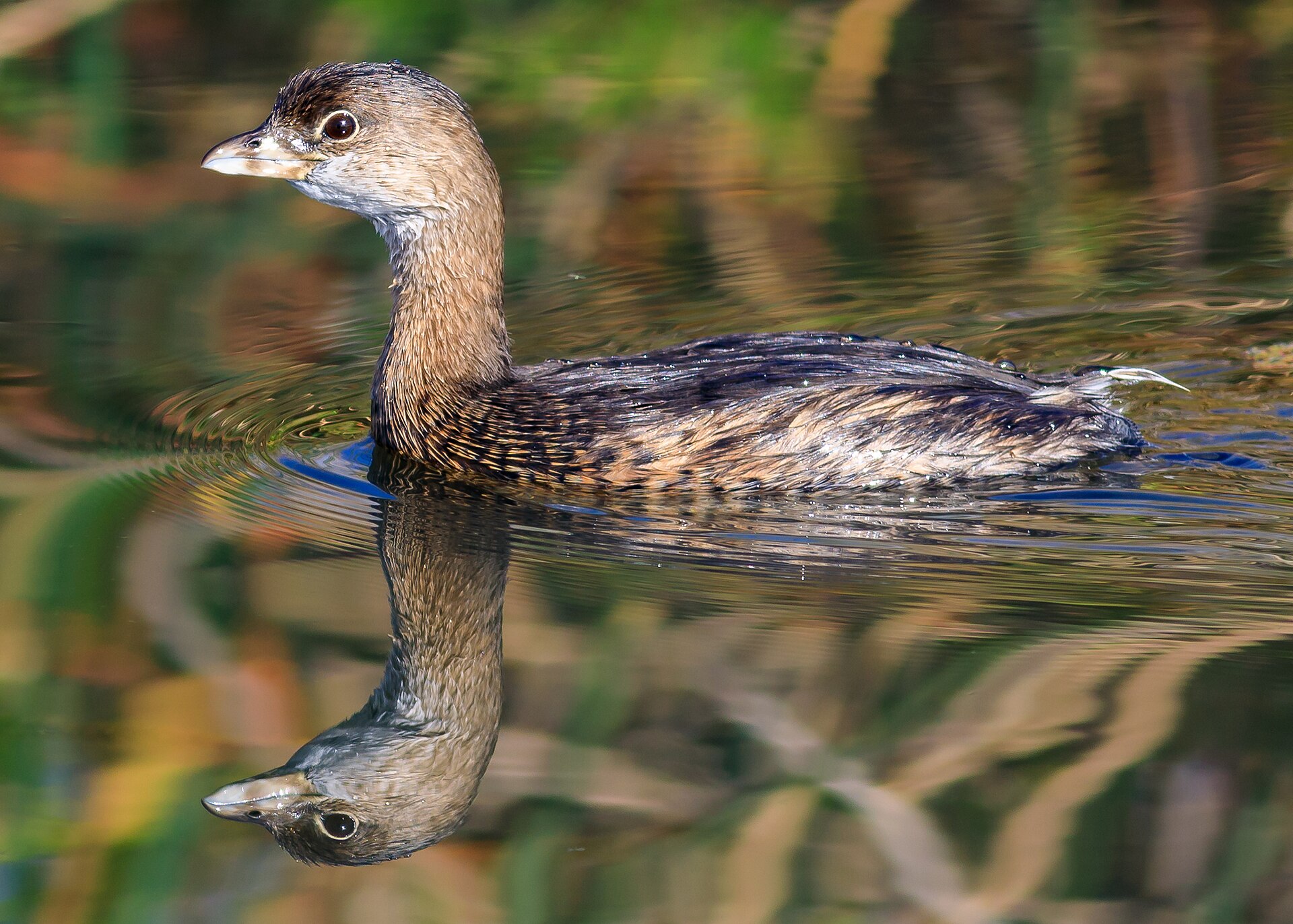 Pied-billed Grebe Pied-billed Grebe (Podilymbus podiceps)
