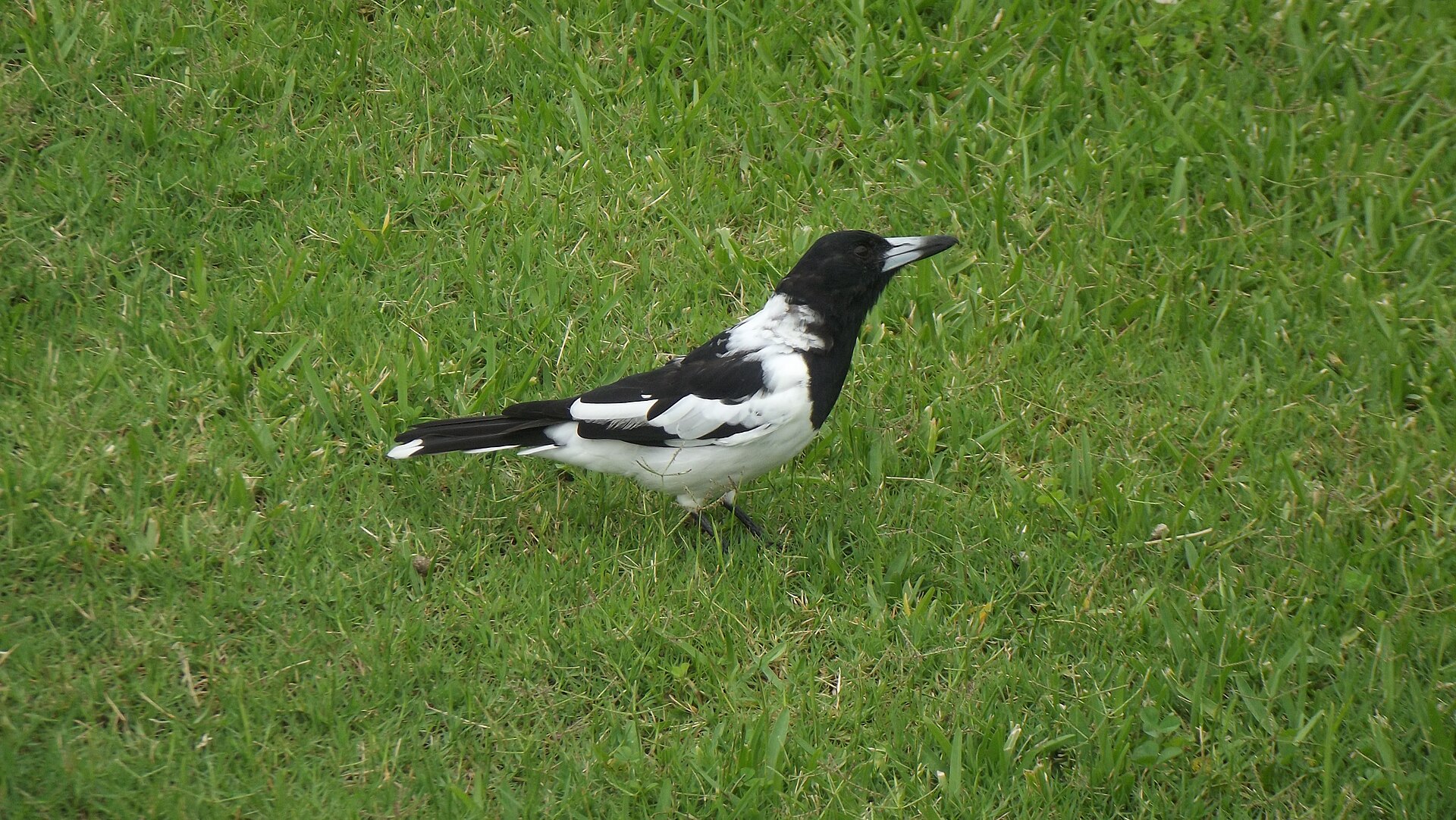 Pied Butcherbird Pied Butcherbird (Cracticus nigrogularis)