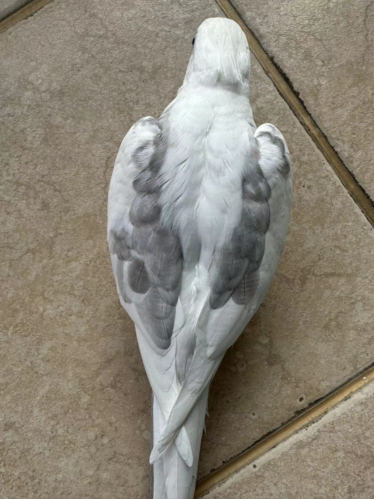 Pied Cockatiel Pied Cockatiel ()
