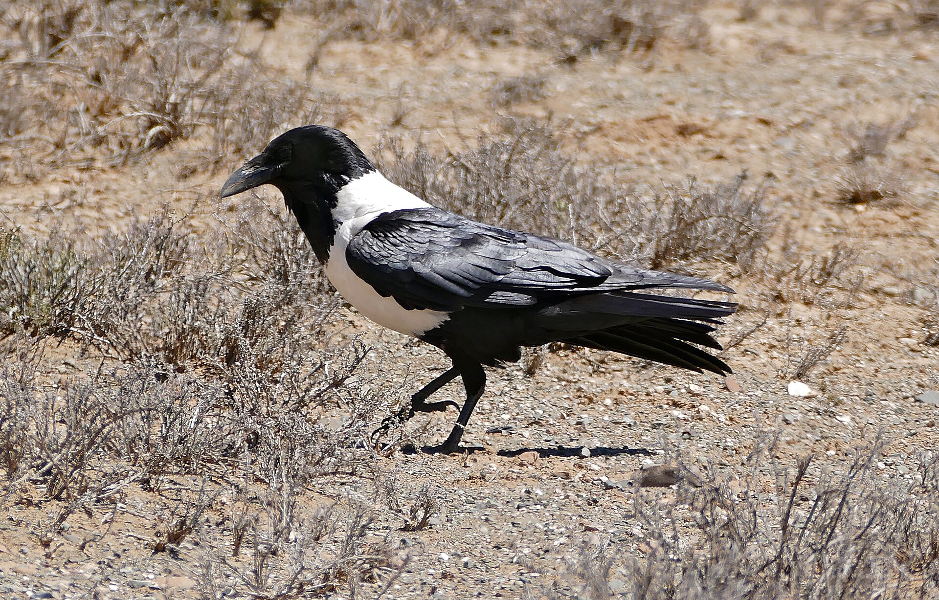 Pied Crow (Corvus albus)
