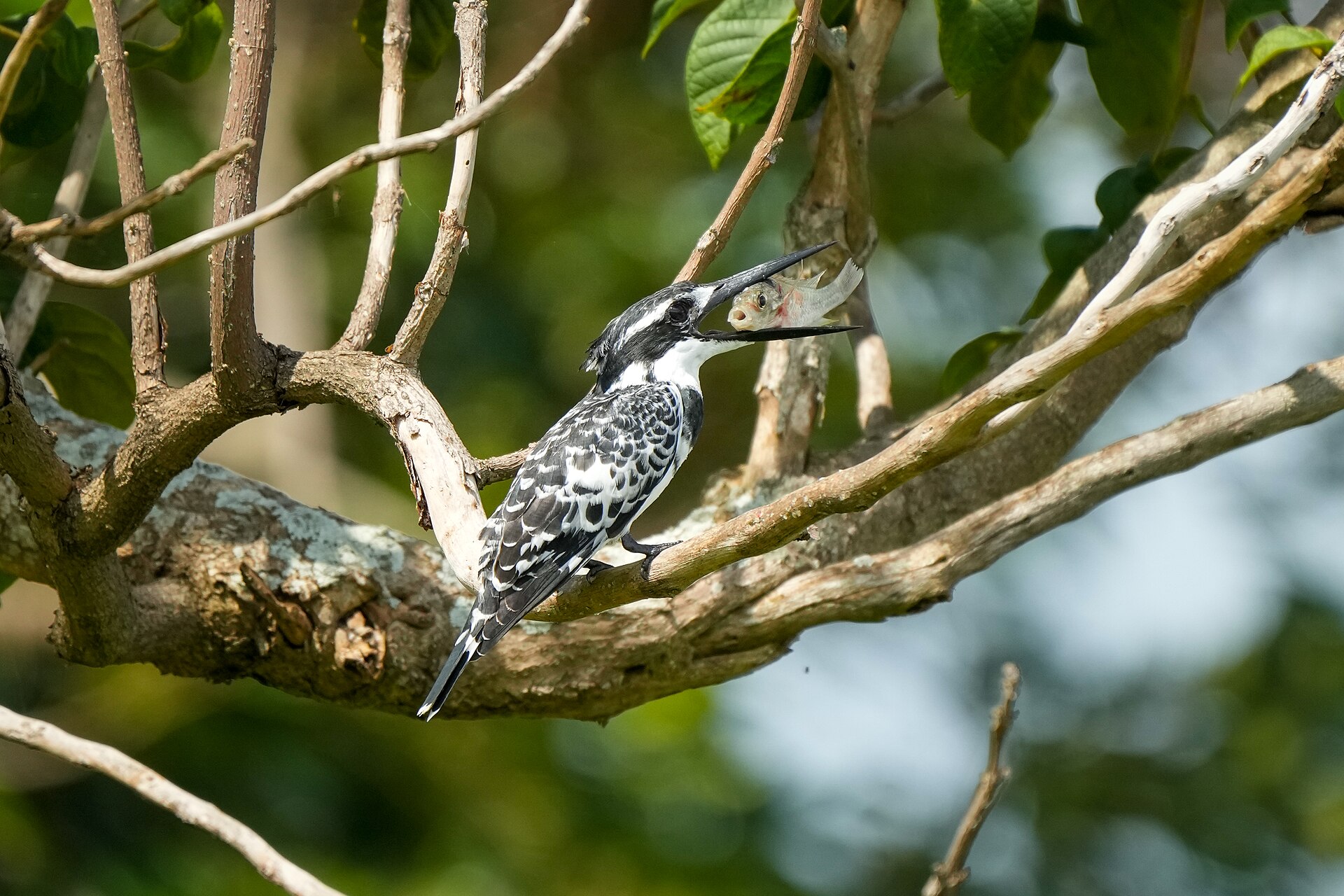 Pied Kingfisher Pied Kingfisher ()