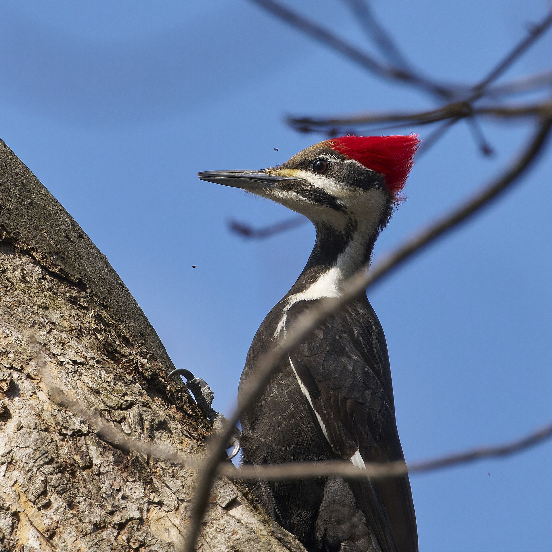 Pileated Woodpecker ()