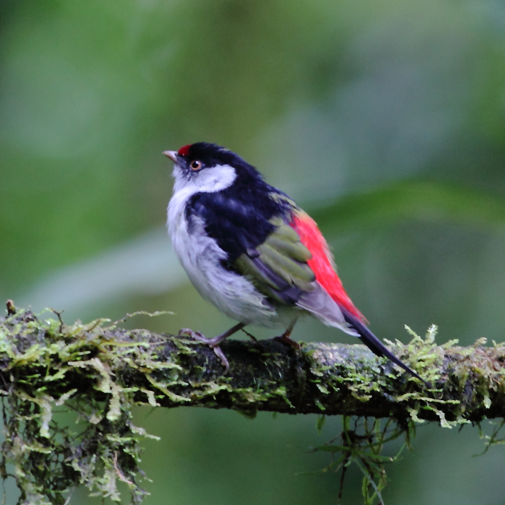 Pin-tailed Manakin (Ilicura militaris)