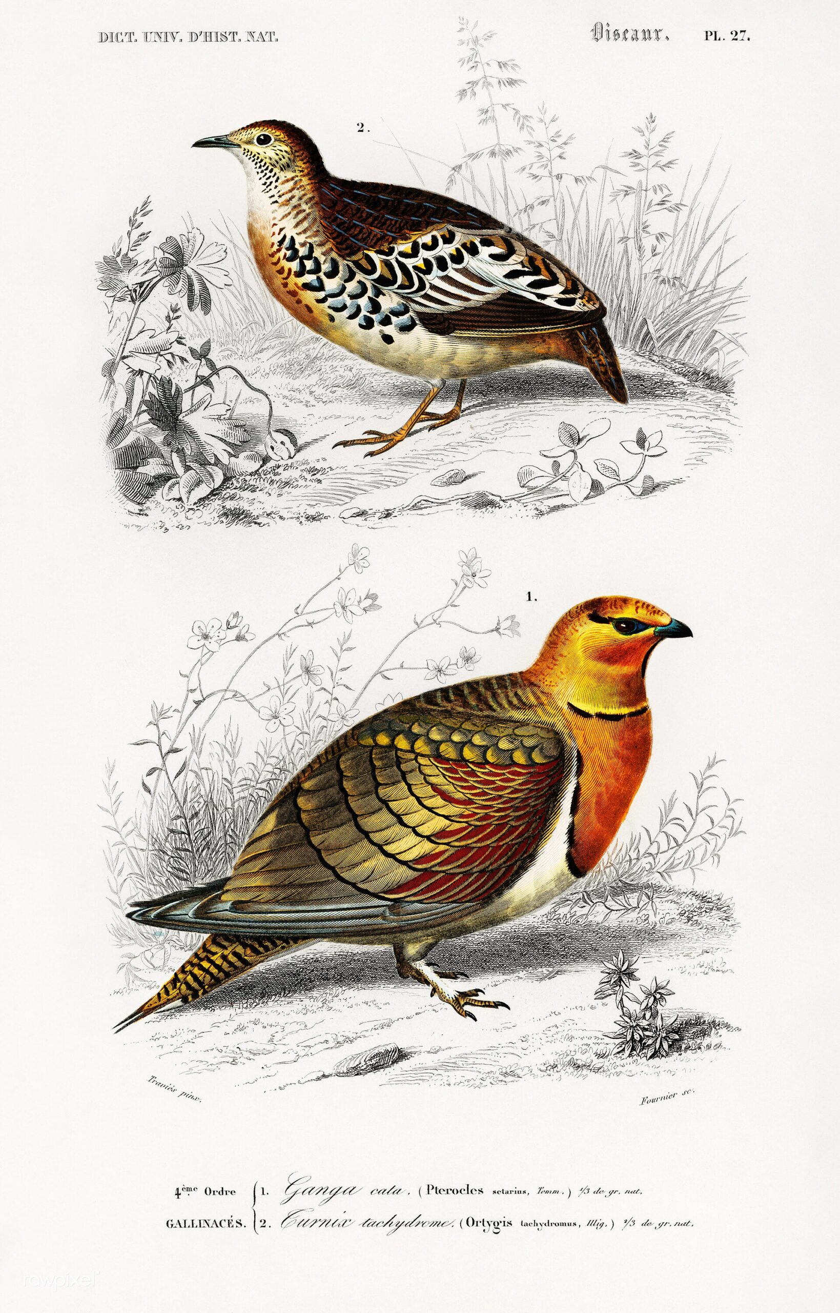Pin-tailed Sandgrouse (Pterocles alchata)